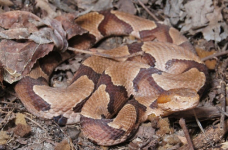 A copperhead snake, like the one pictured here, bit a four-year-old boy at a North Carolina daycare and the family says staff didn’t call 911