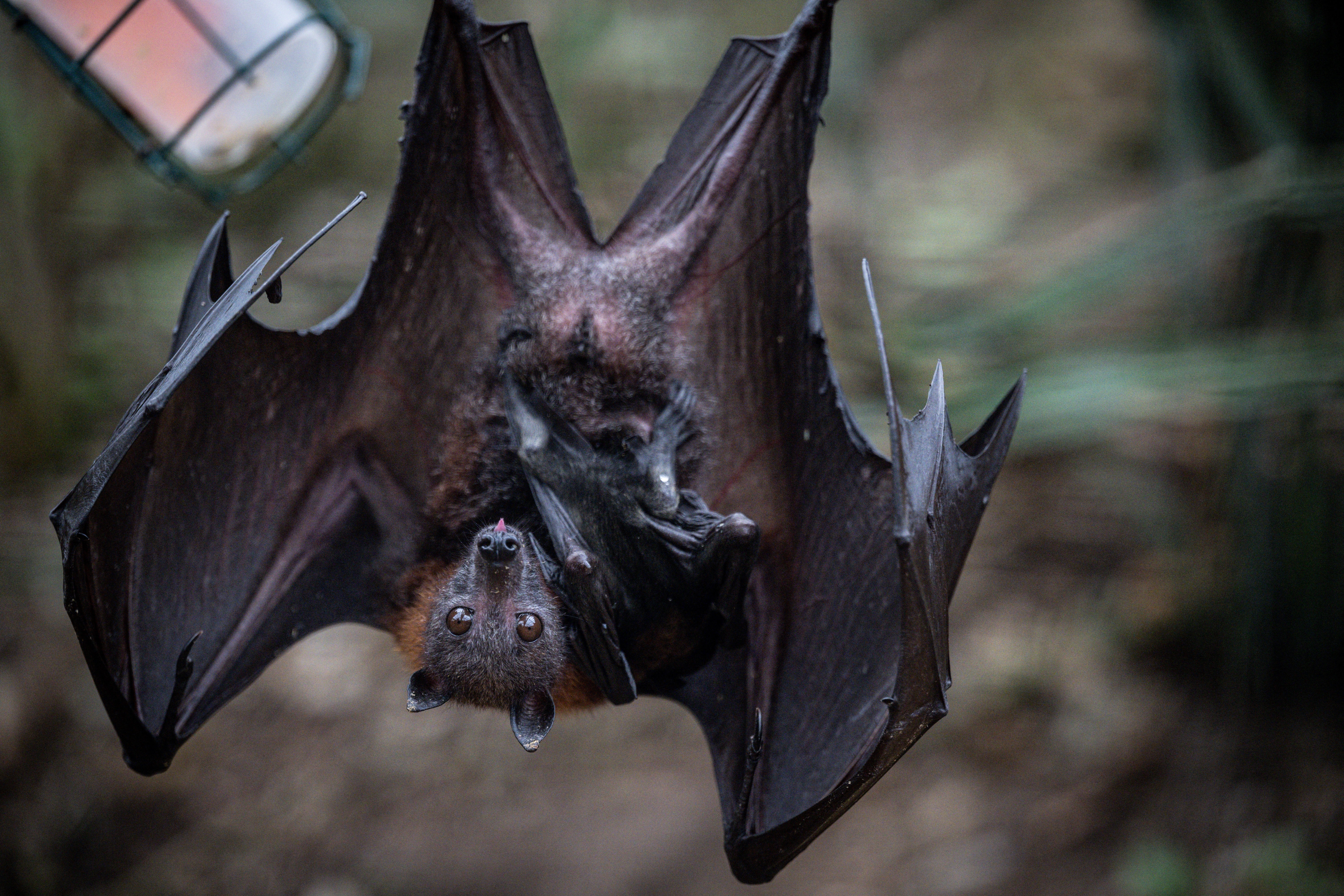 Sheryl and Mike Fritts were shocked to find their home infested with bats after buying it from Cathey, who allegedly tried to have the couple killed following their successful lawsuit
