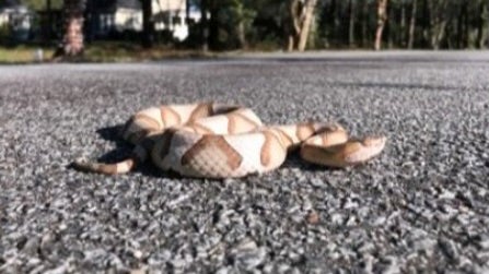 Copperhead snakes are the most common venomous snake in North Carolina, according to NC Poison Control