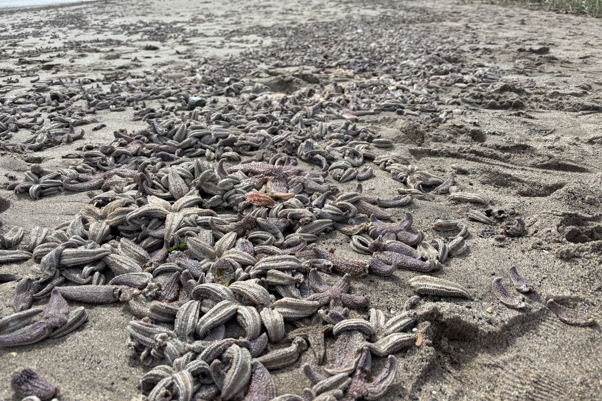 Shock as thousands of dead starfish litter UK beach after ‘natural event’