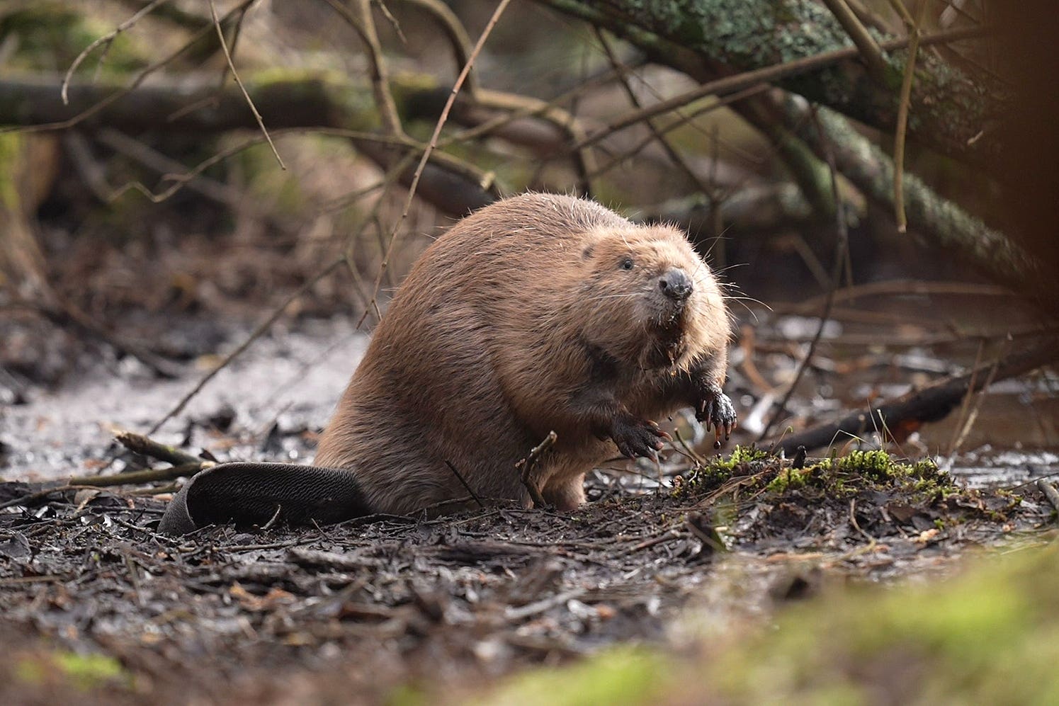 A beaver makes its way to the water after a licensed release of beavers at Purbeck Heaths National Nature Reserve (Andrew Matthews/PA)