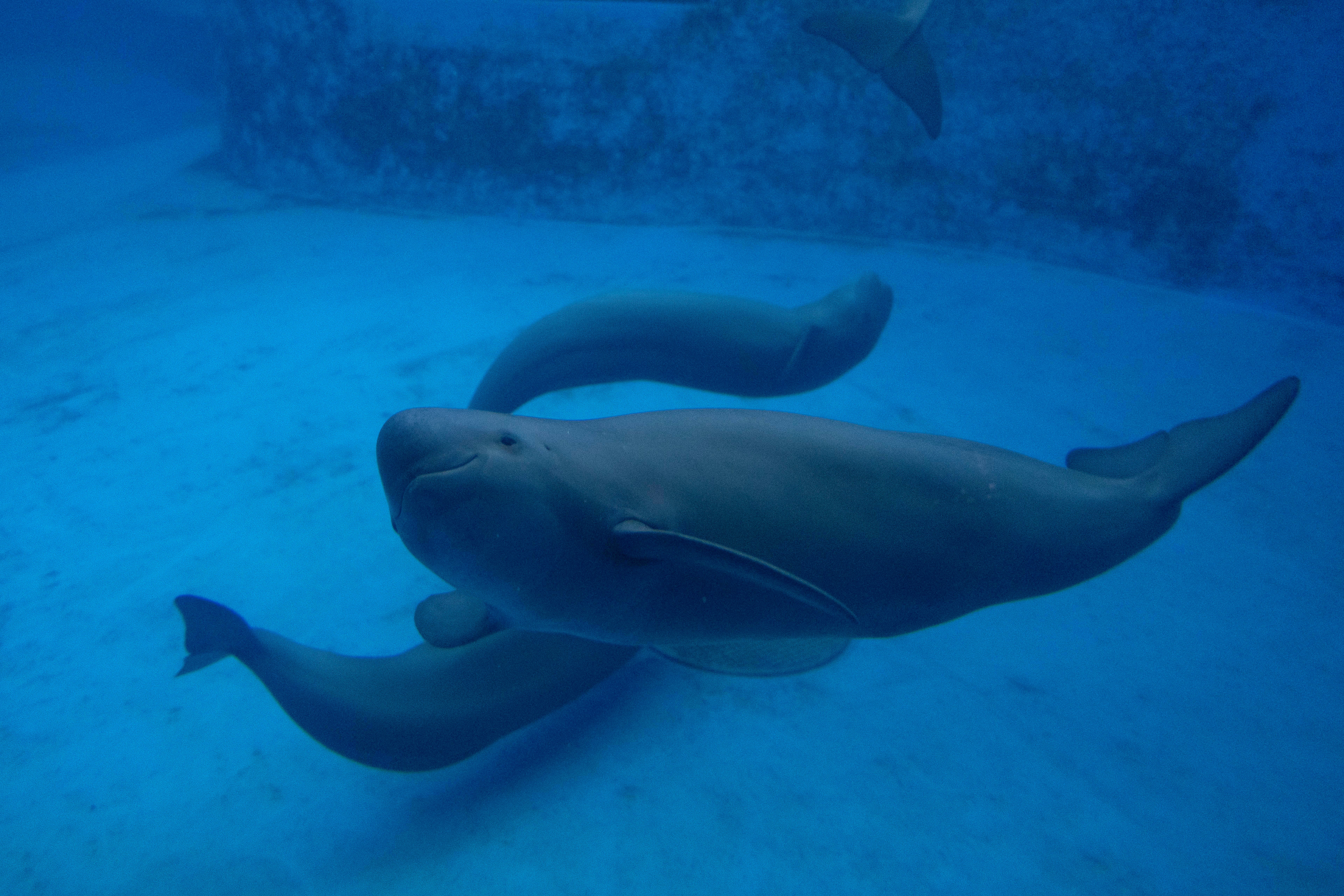 China Aquatic Biodiversity Photo Gallery