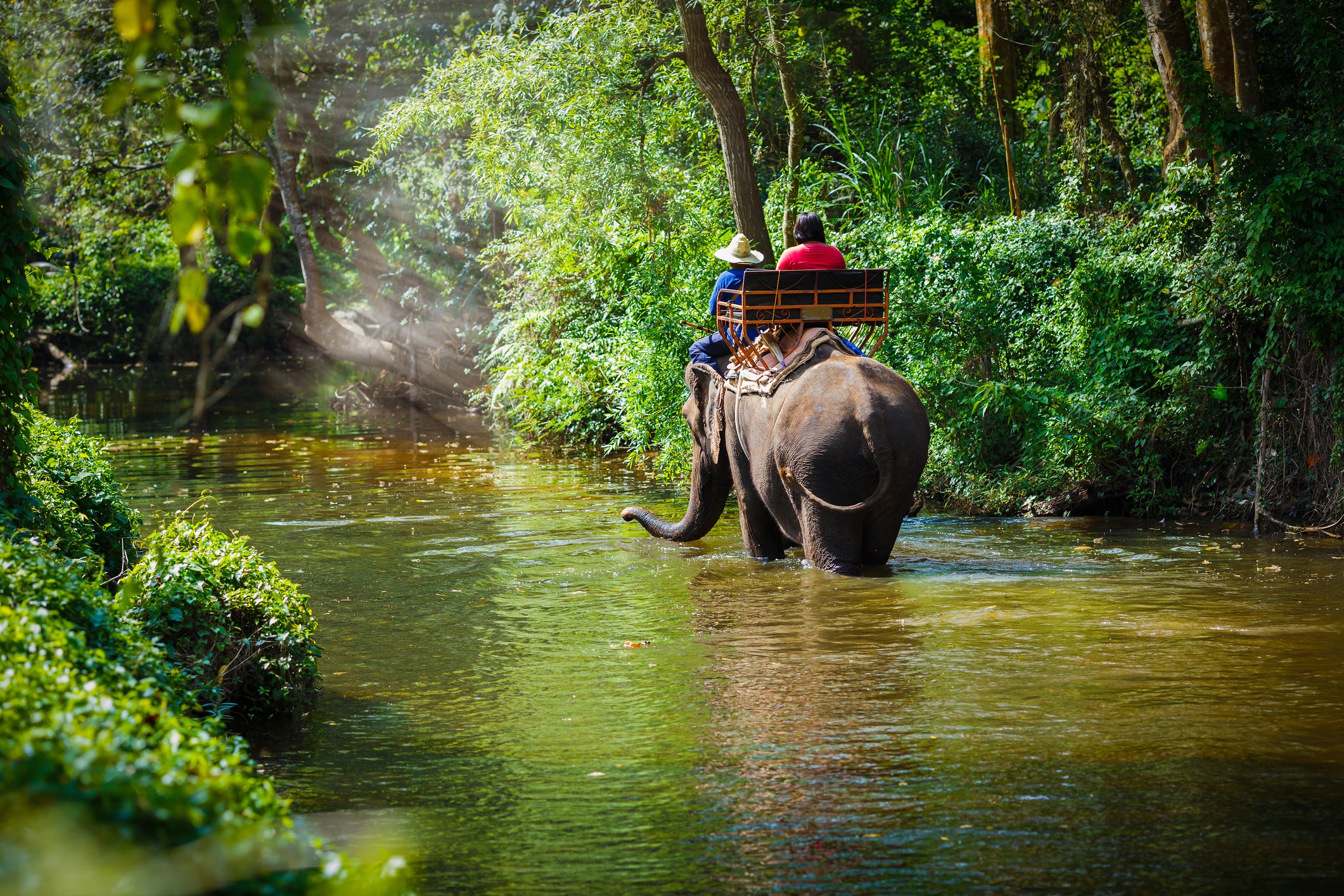 <p>Elephant rides have been common in countries like Thailand, but the practice is now considered unethical and harmful to the animals</p>