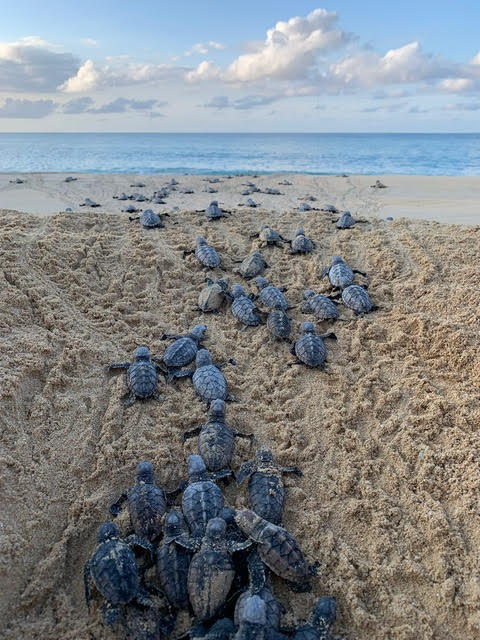 Jamaica Inn guests can watch baby turtles making their way to the sea