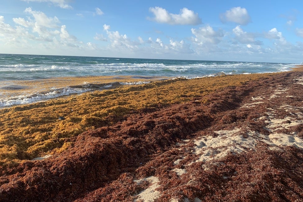 This year saw a surge of sargassum in the Atlantic Ocean around Florida
