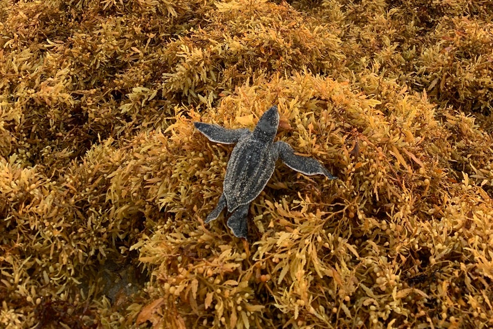 Sea turtles’ harrowing journey to the ocean is being hampered by large blooms of sargassum seaweed