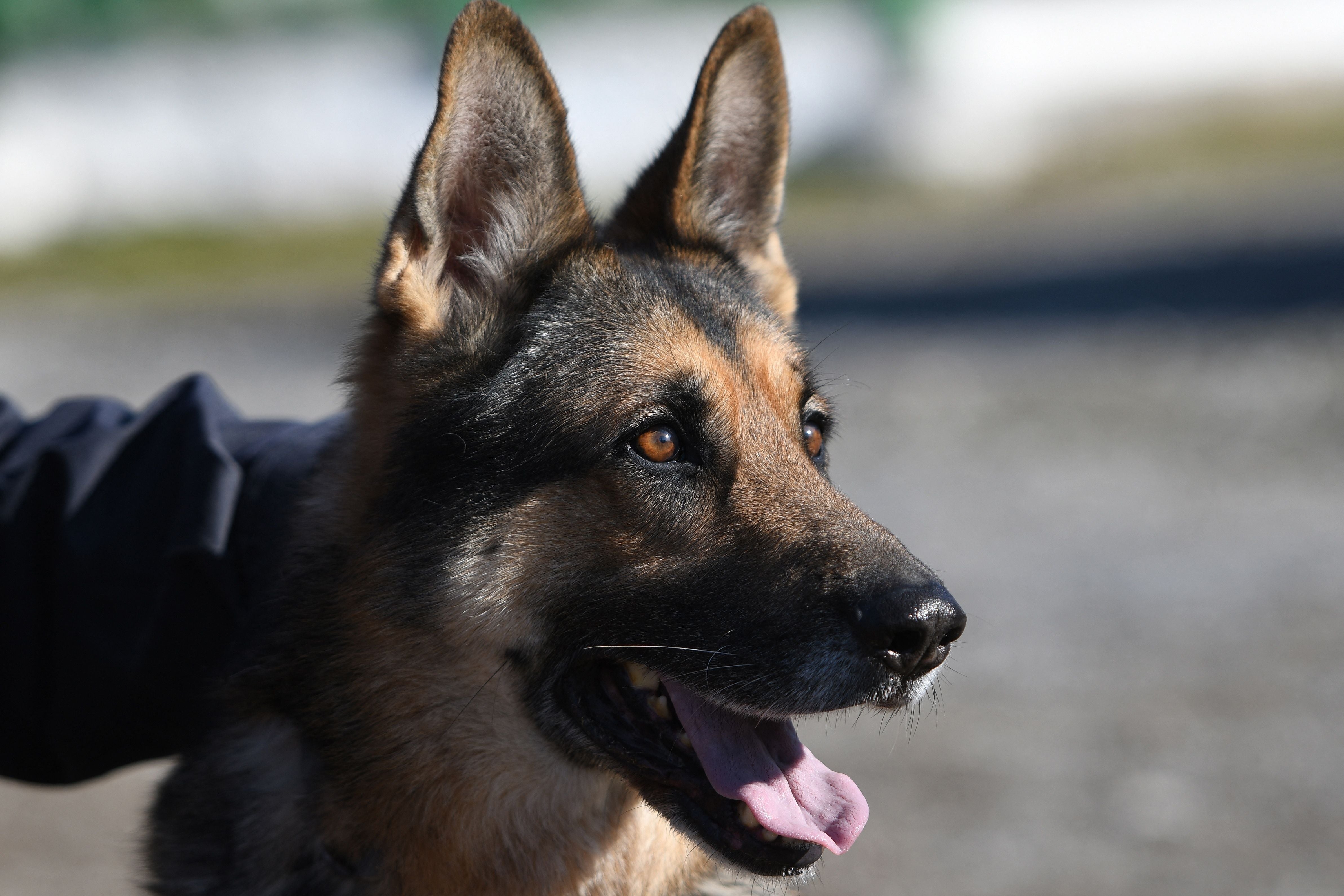 It is more likely that German shepherds, border collies and several terr, show related symptoms