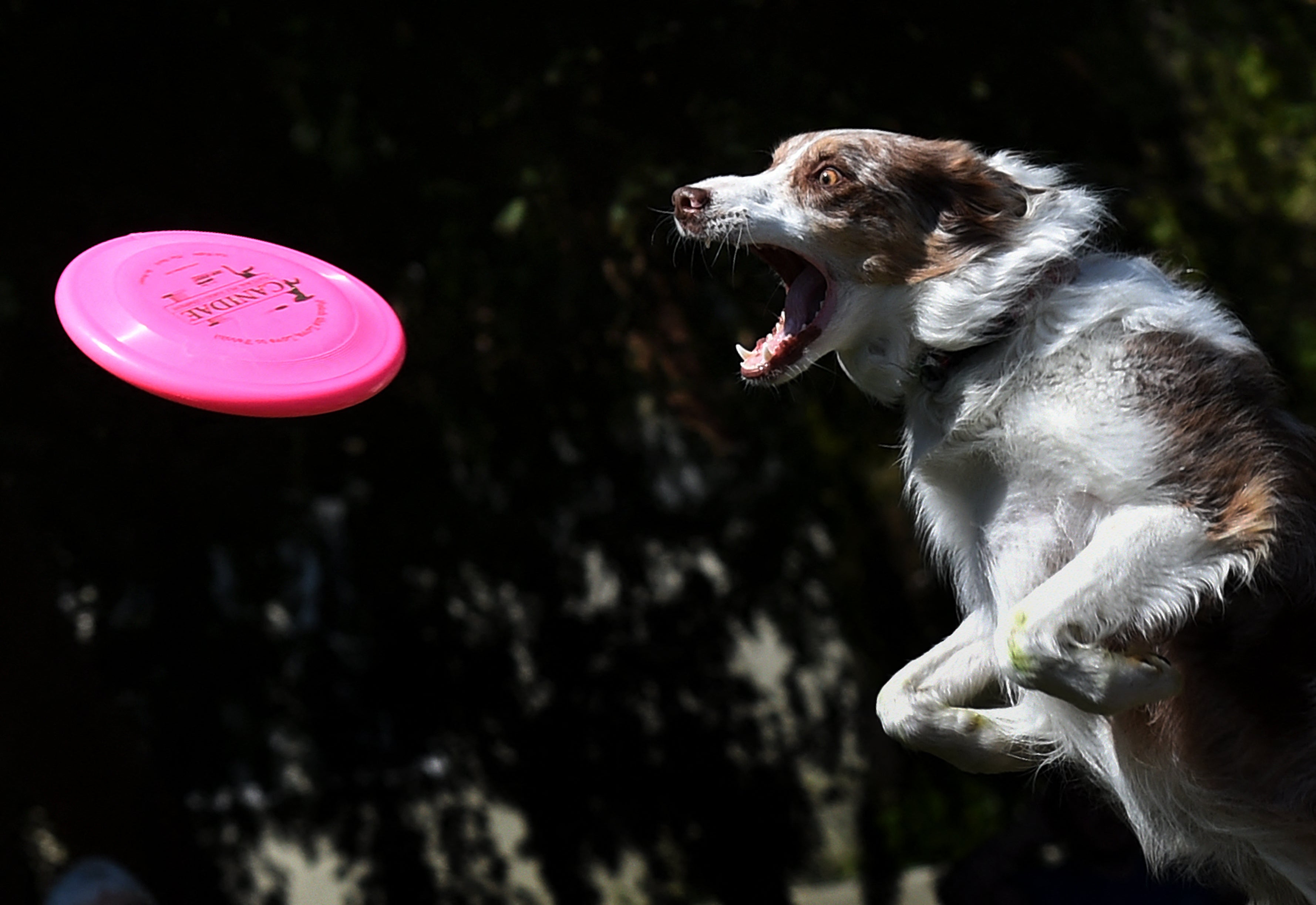 A new test could help tell if your dog has ADHD