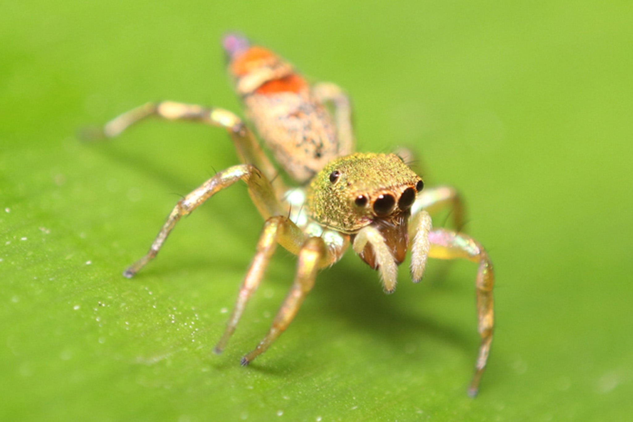 peacock spider