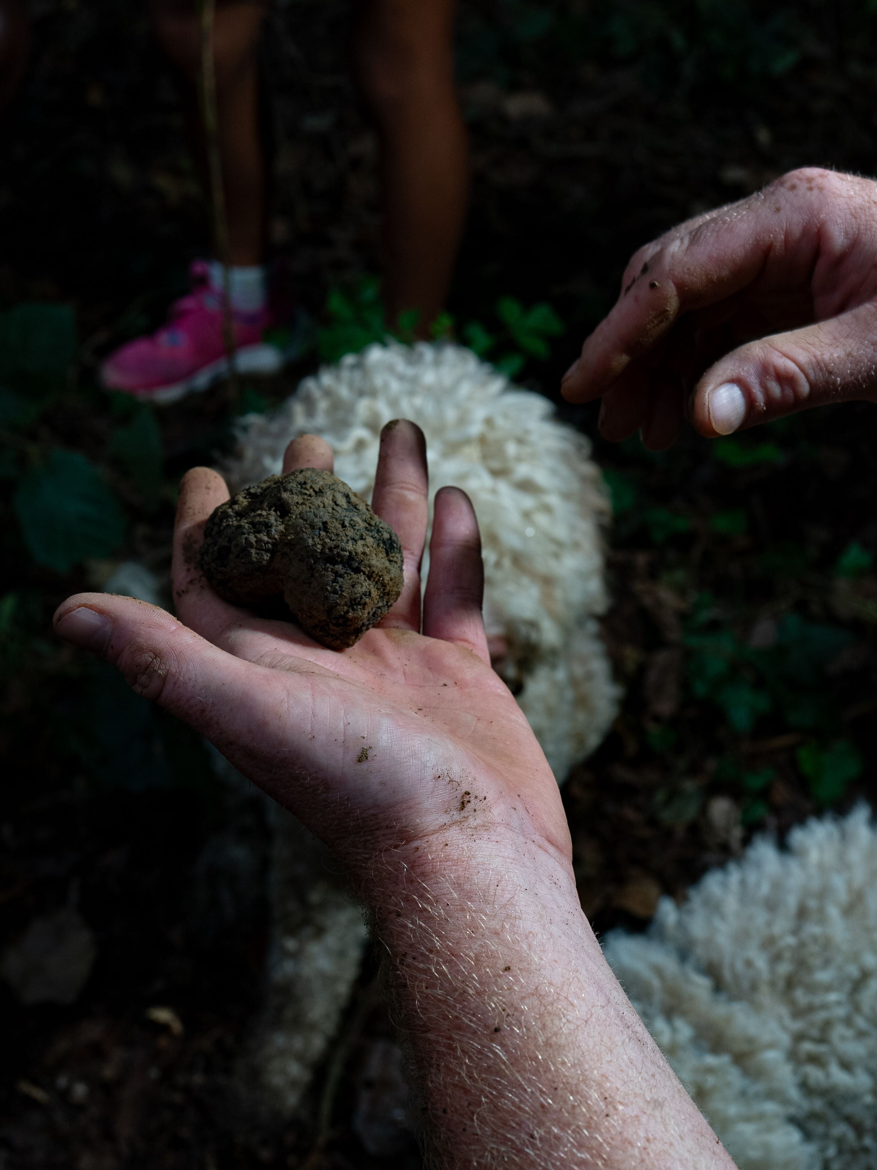 At Casa di Langa a dedicated Truffle Concierge takes guests on truffle hunts on its own estate