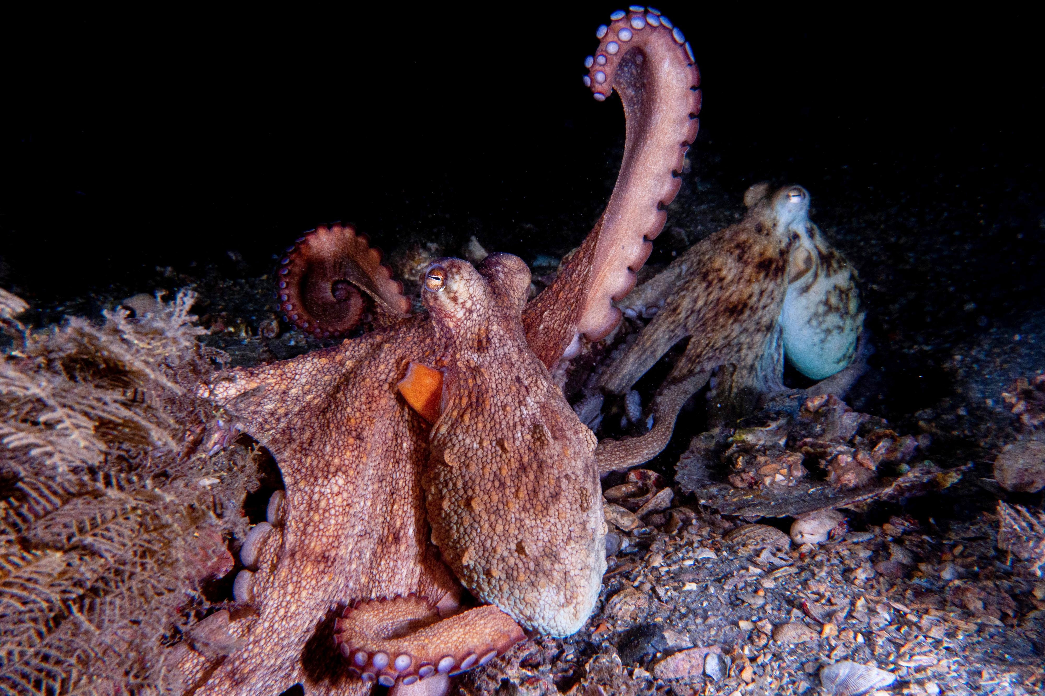 Octopus Arms