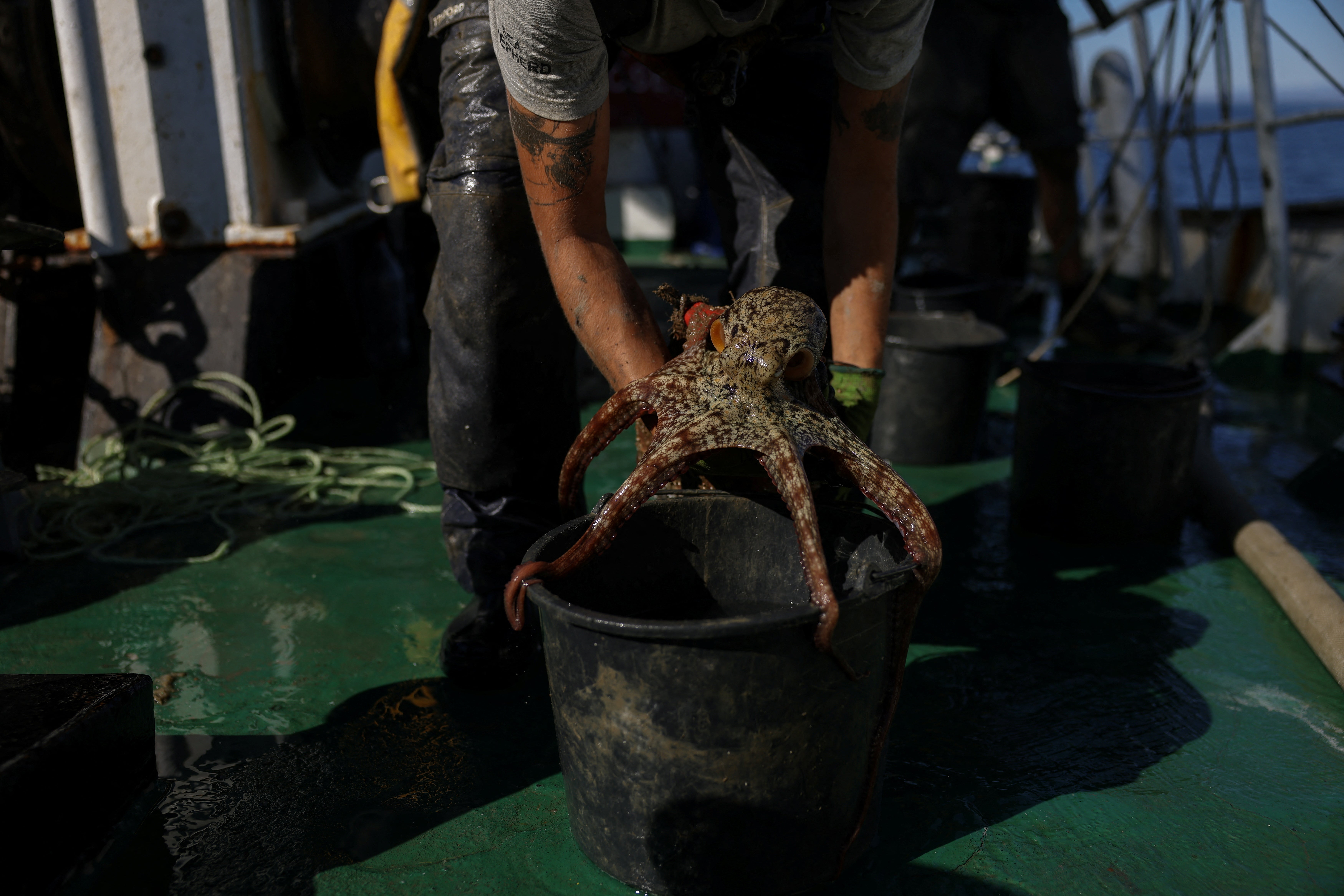 A Sea Shepherd crew member on board the ‘Sea Eagle’ prepares to release an octopus recovered from a makeshift trap