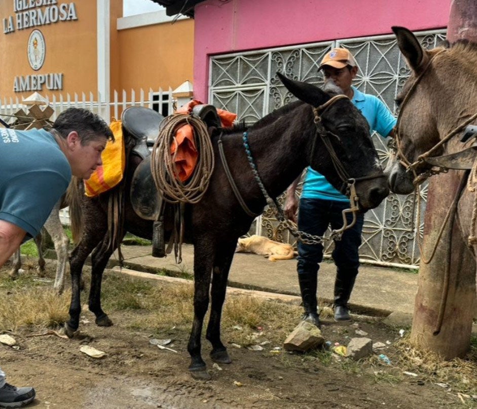 Some of the work of the Brooke Hospital for Animals, which supports working animals and provides education on harness production