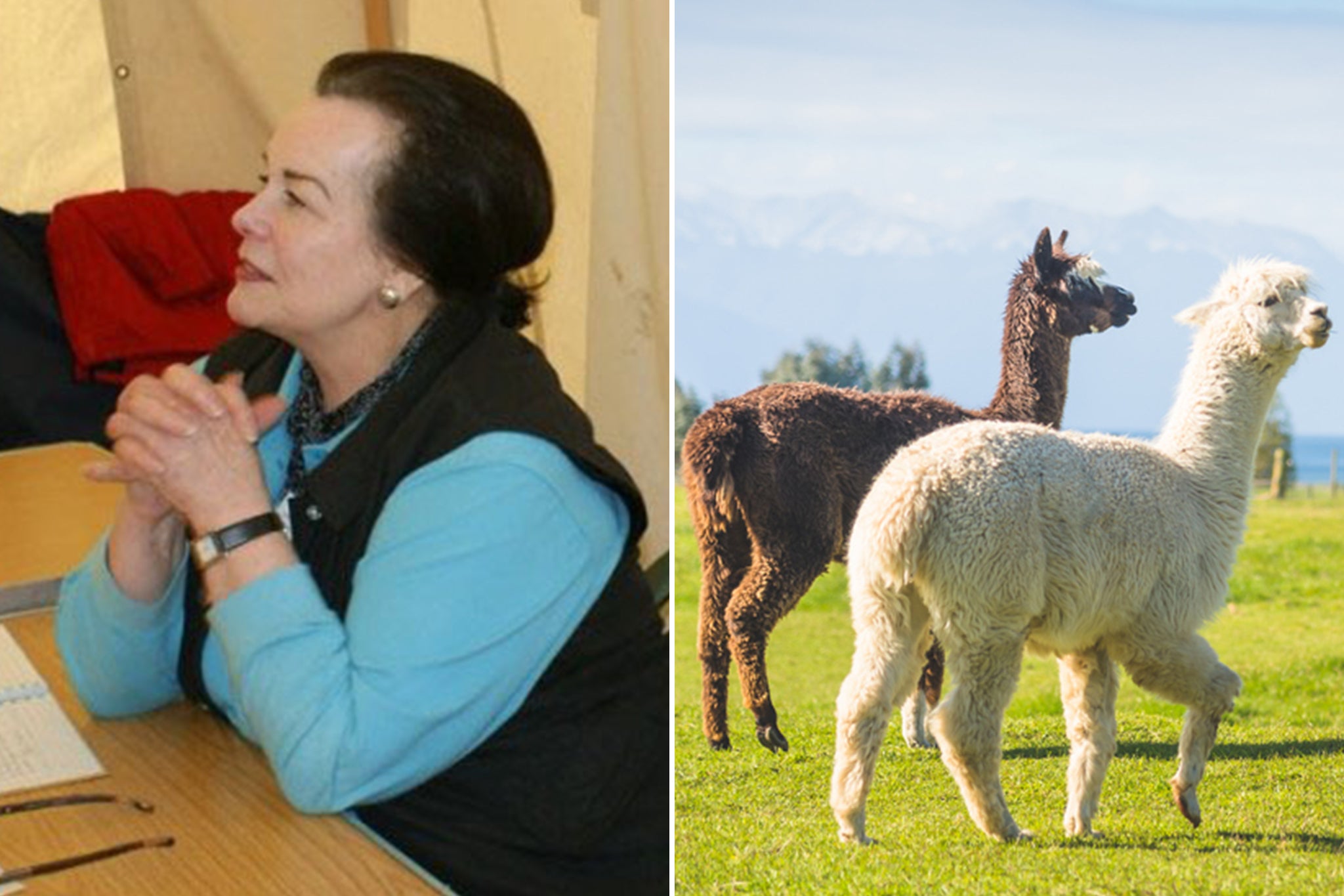 Llama breeder Candia Midworth’s will sparked a court battle between animal charities