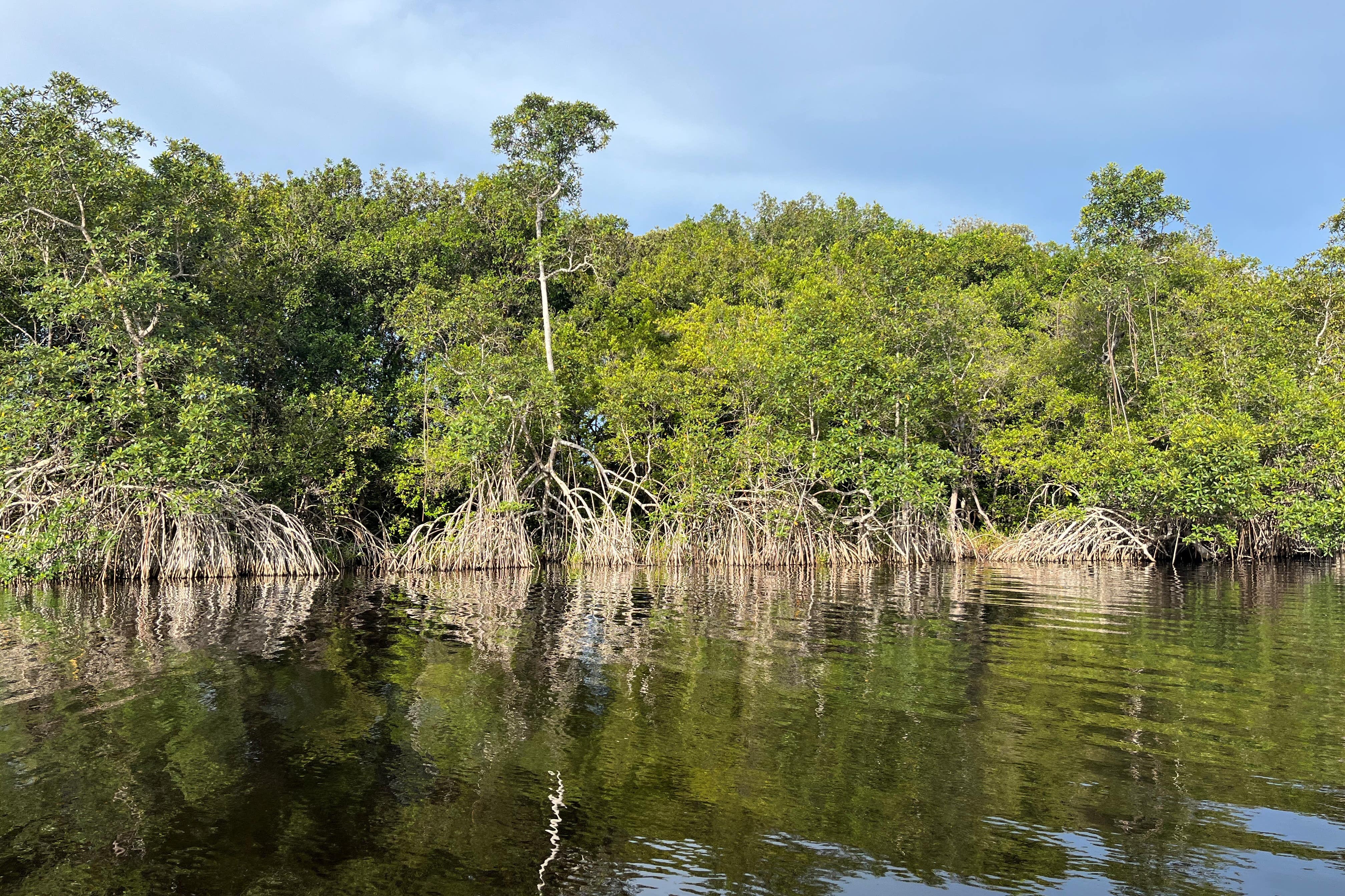 A view of mangroves by the water in Gabon which provide shelter for wildlife, store carbon and protect coastal areas from storms (Emily Beament/PA)