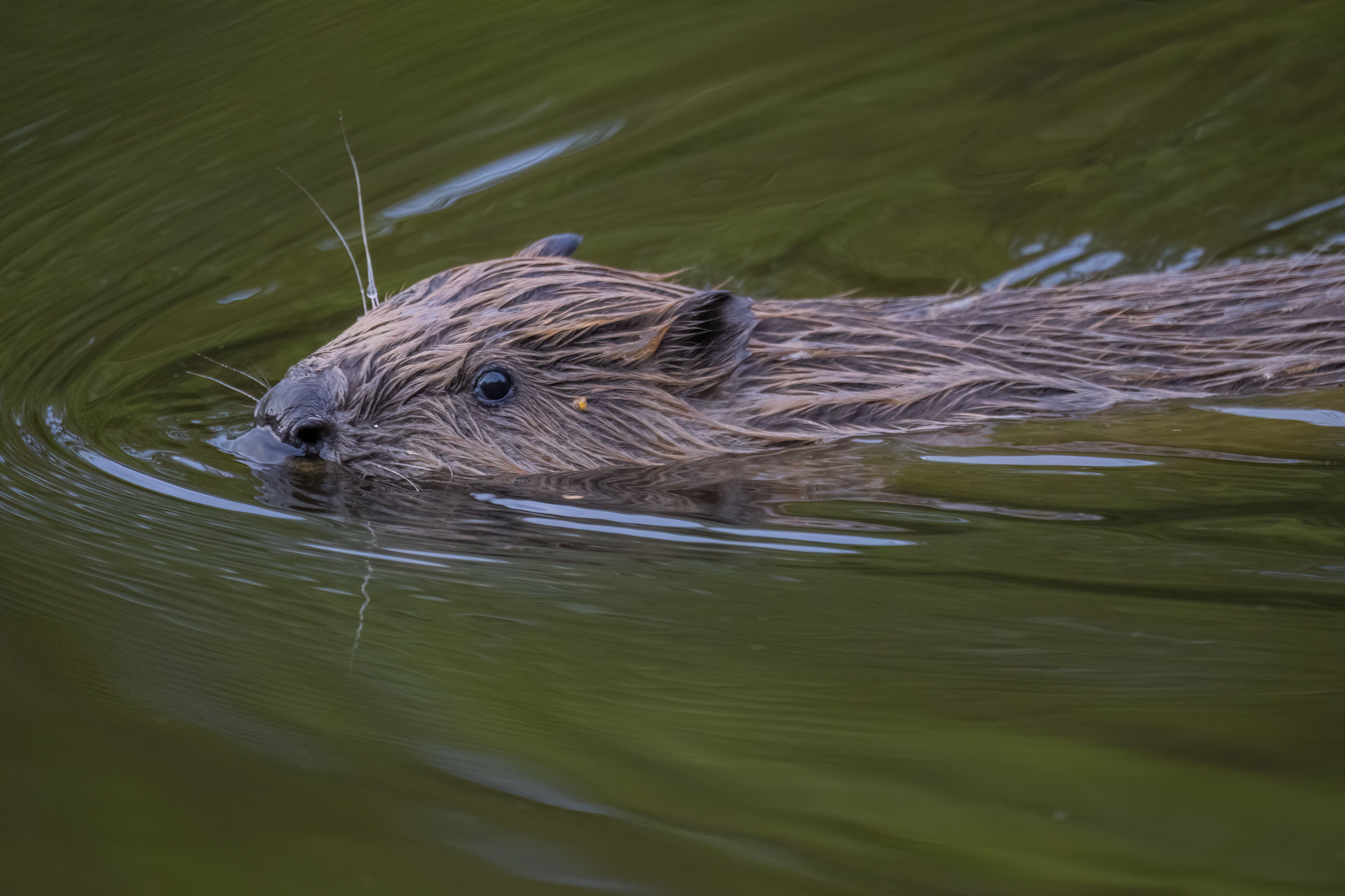 The local community has been asked for its views on the return of beavers to Loch Ness (Rhiannon Law/PA)