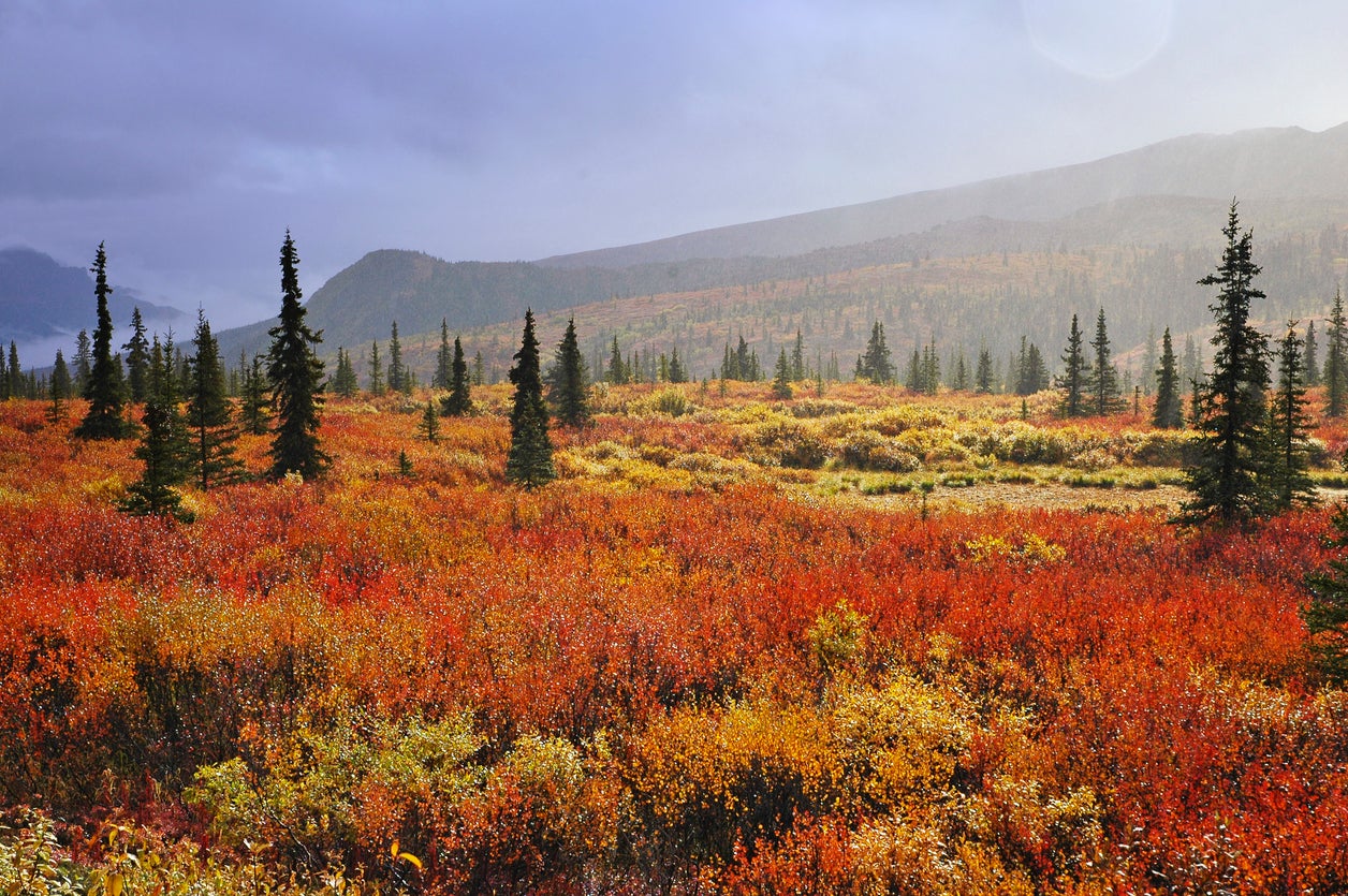 A spectacular fall foliage display in Alaska's Denali National Park