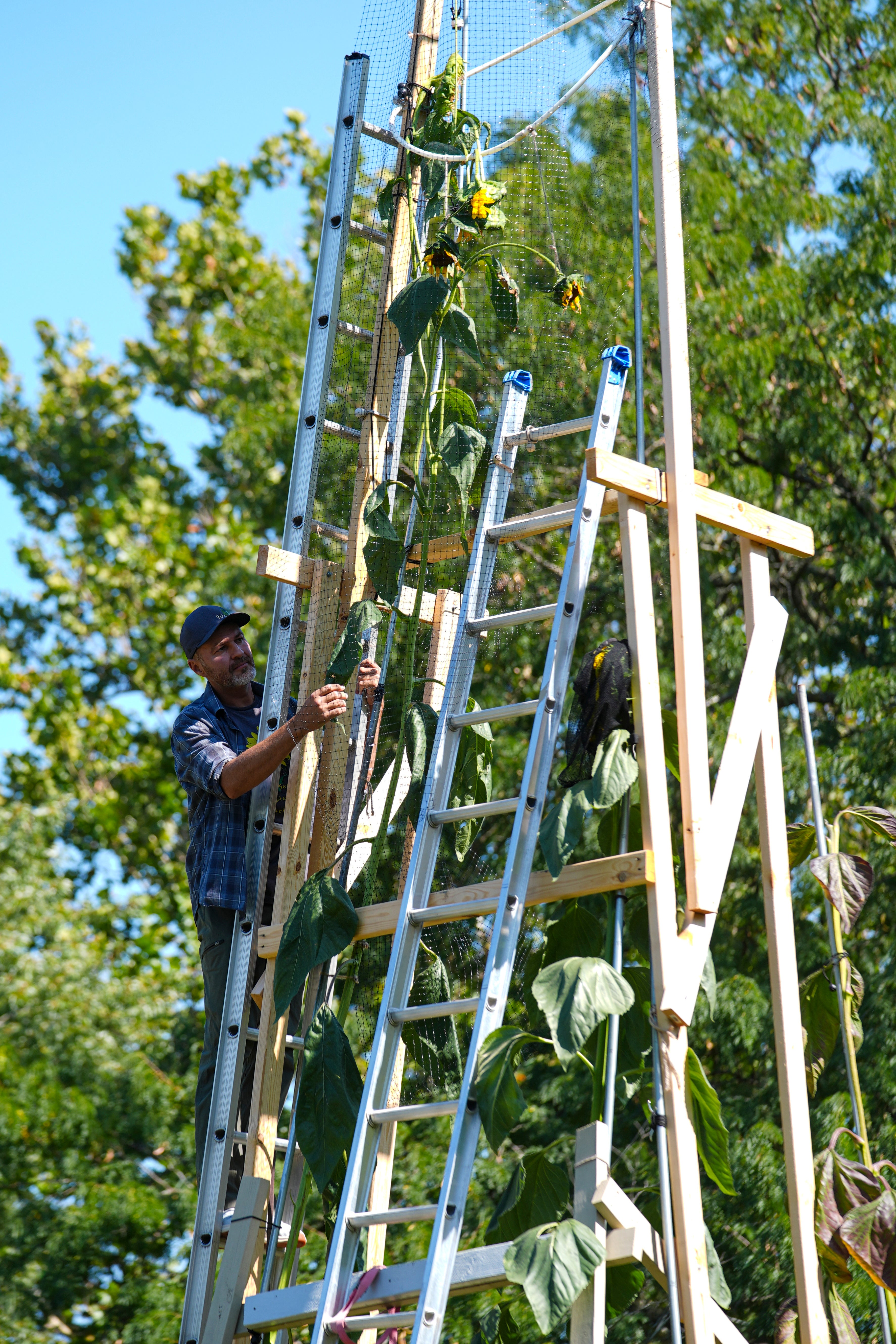 Sunflower Record