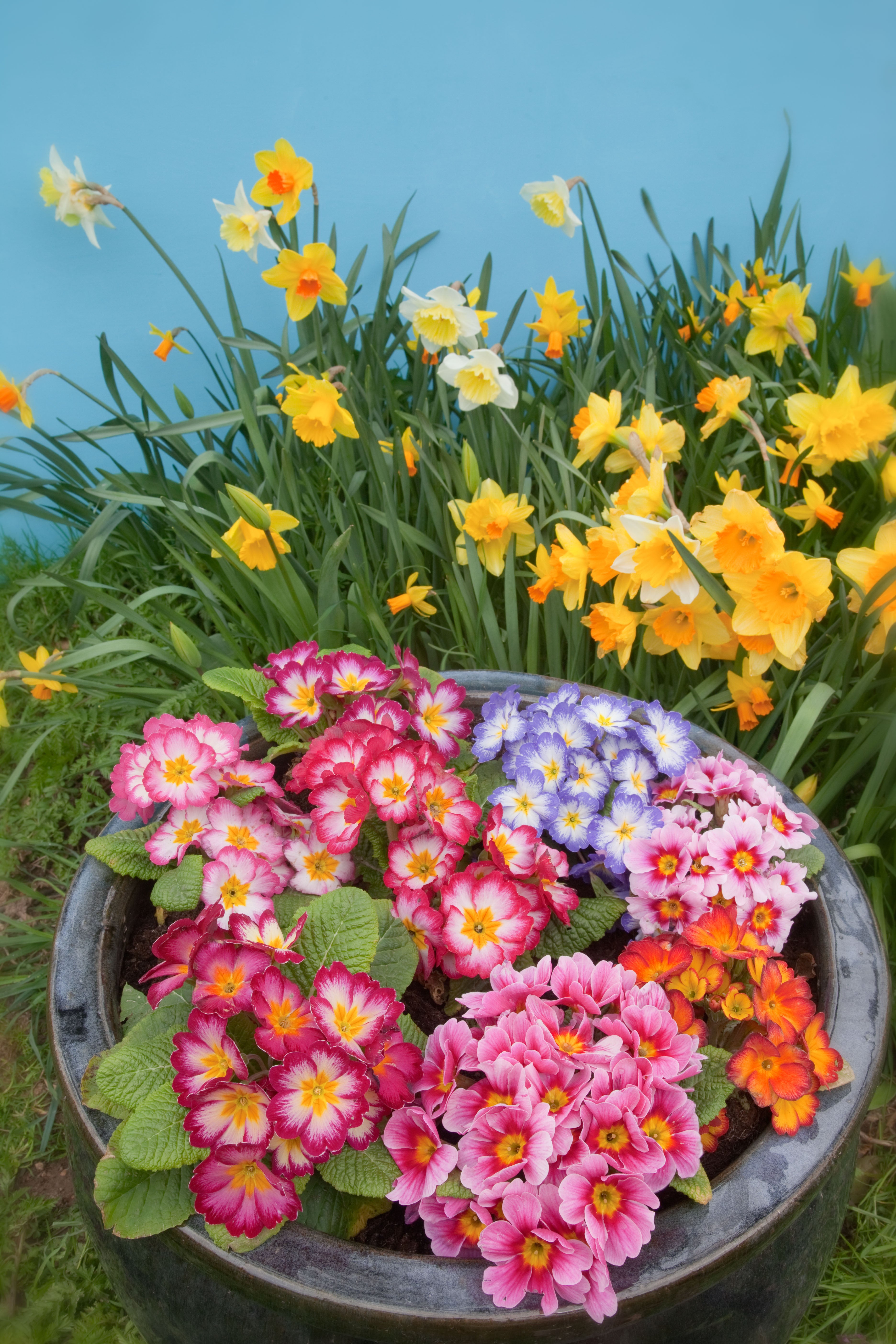 If you are in a rented property, you can add vibrancy and colour with potted plants