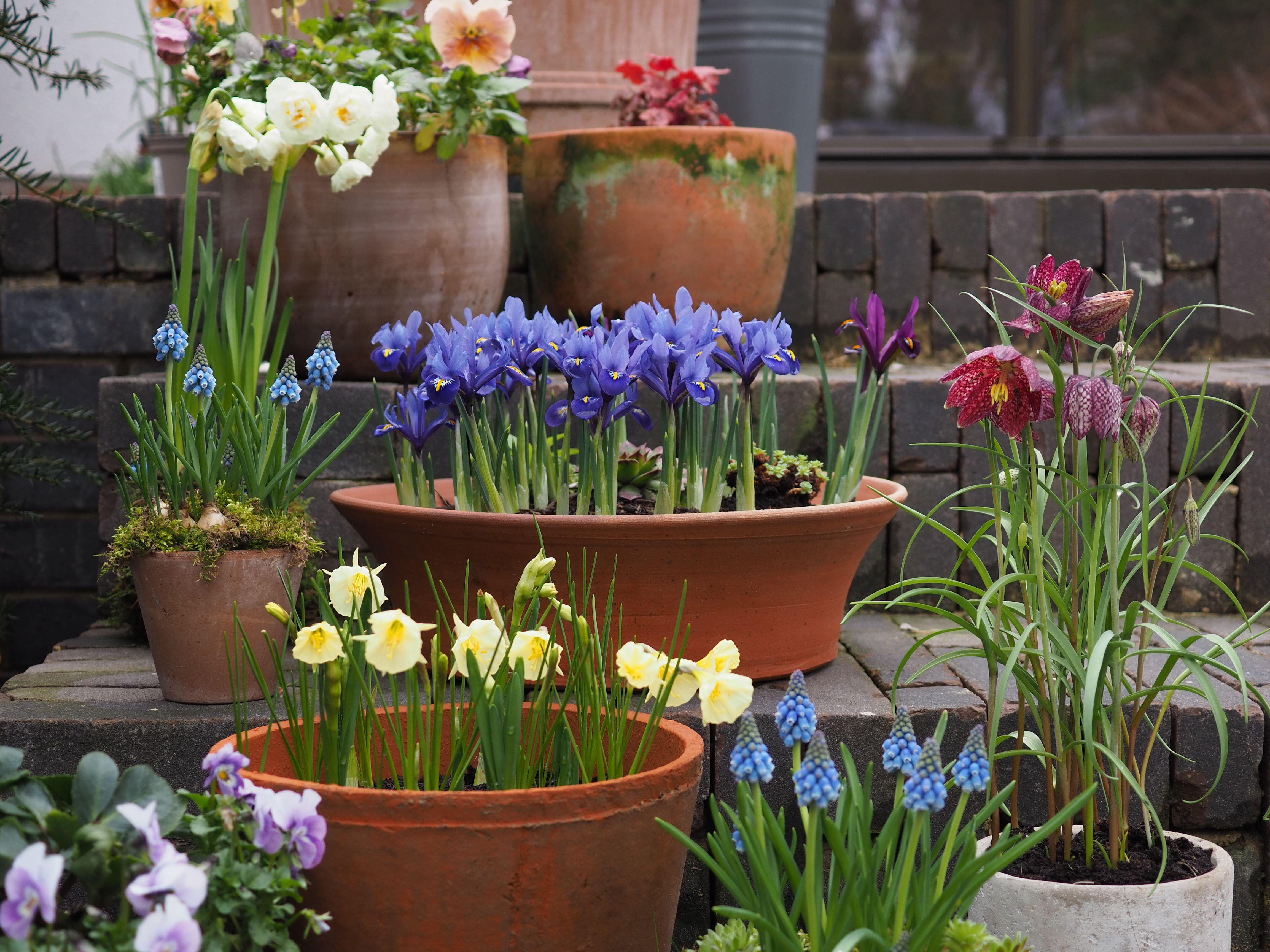 A rental garden is more of a display than a garden - its fun to embrace that, the expert says
