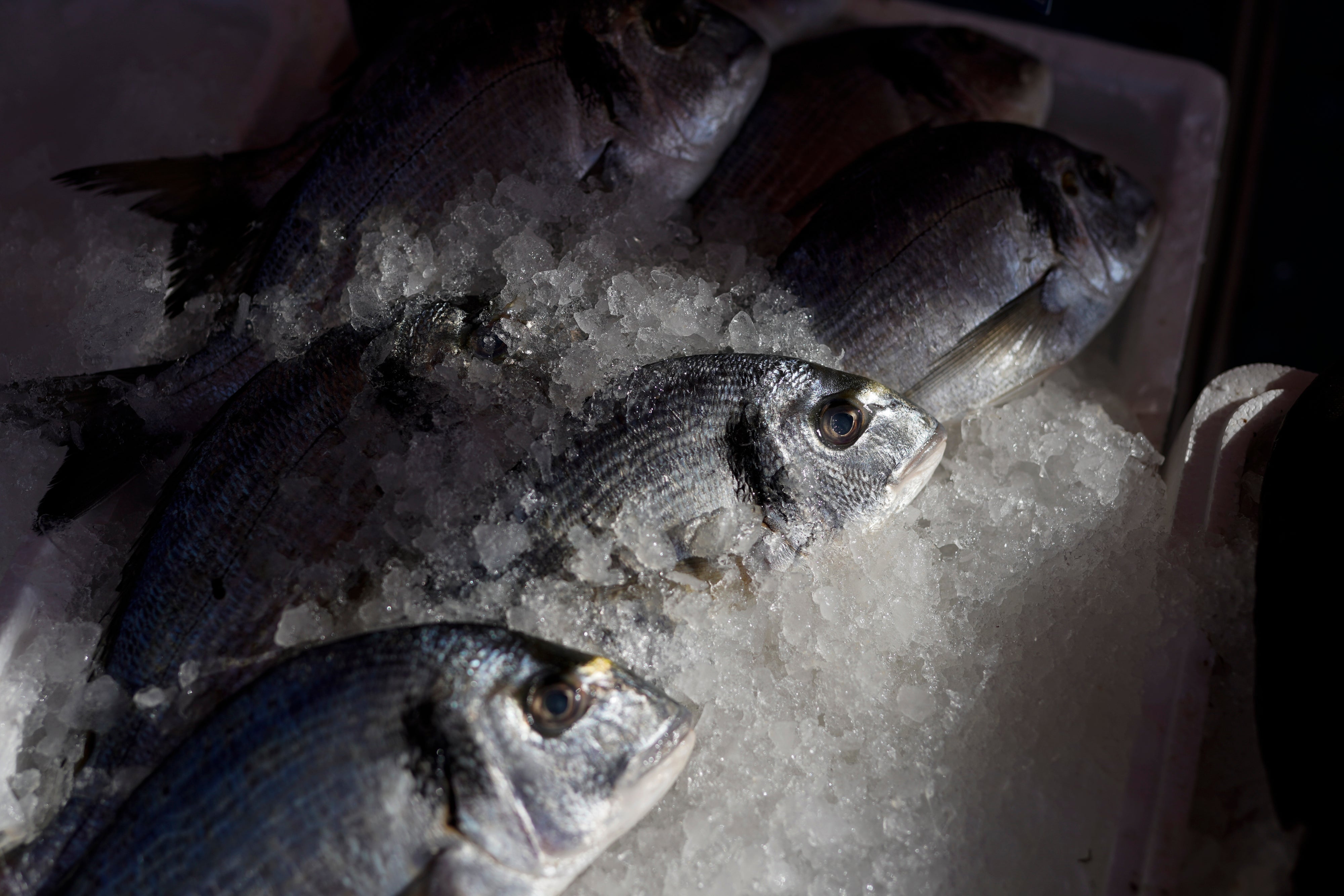 WTO Fisheries Subsidies