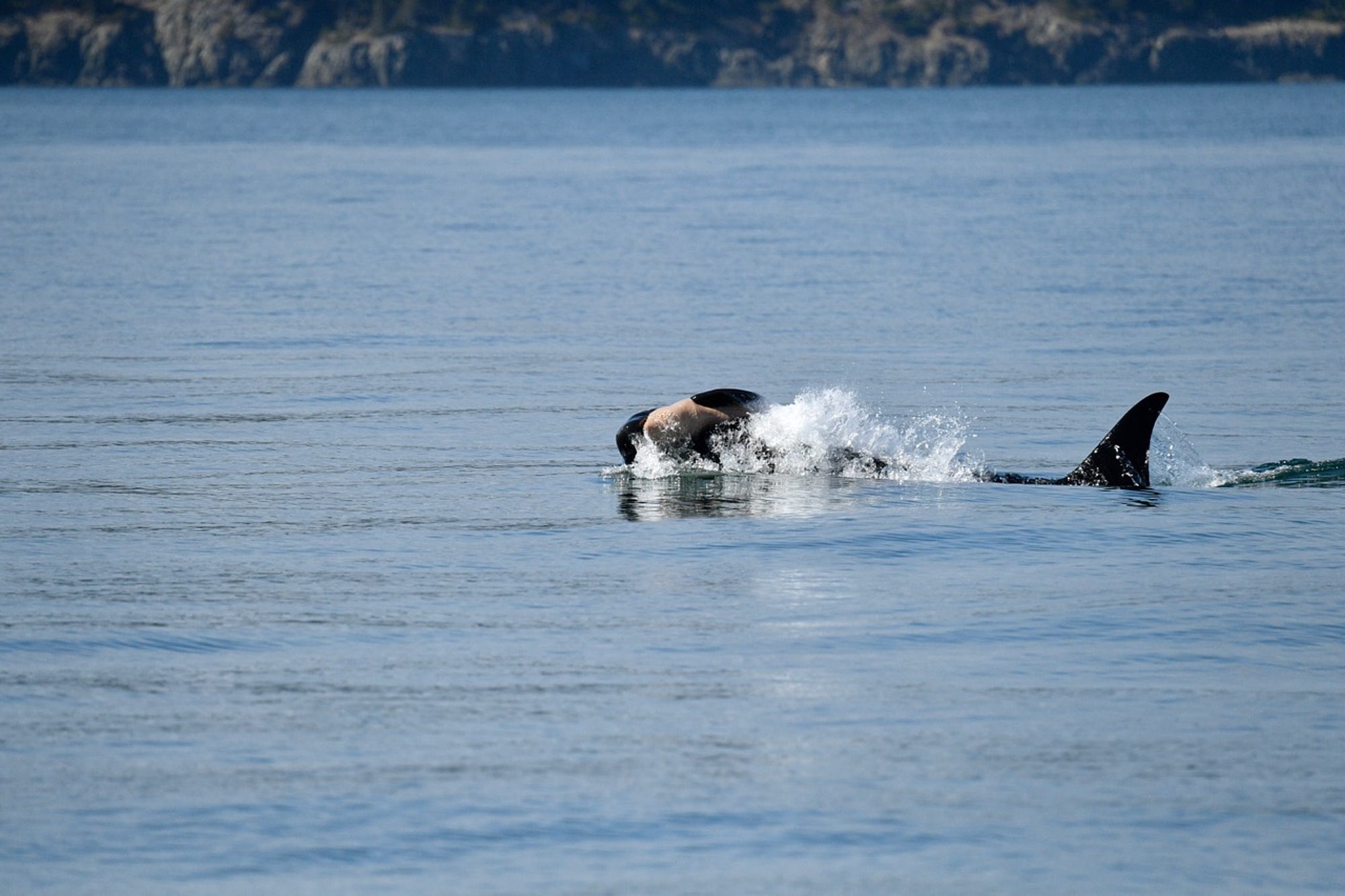 In this image released by the SeaDoc Society/San Diego Zoo Wildlife Alliance, an orca whale known as J36 is seen propping up the body of her dead calf in the waters of Rosario Strait near Orcas Island, Washington, on Friday, Sept. 12, 2025. (SeaDoc Society/San Diego Zoo Wildlife Alliance via AP)