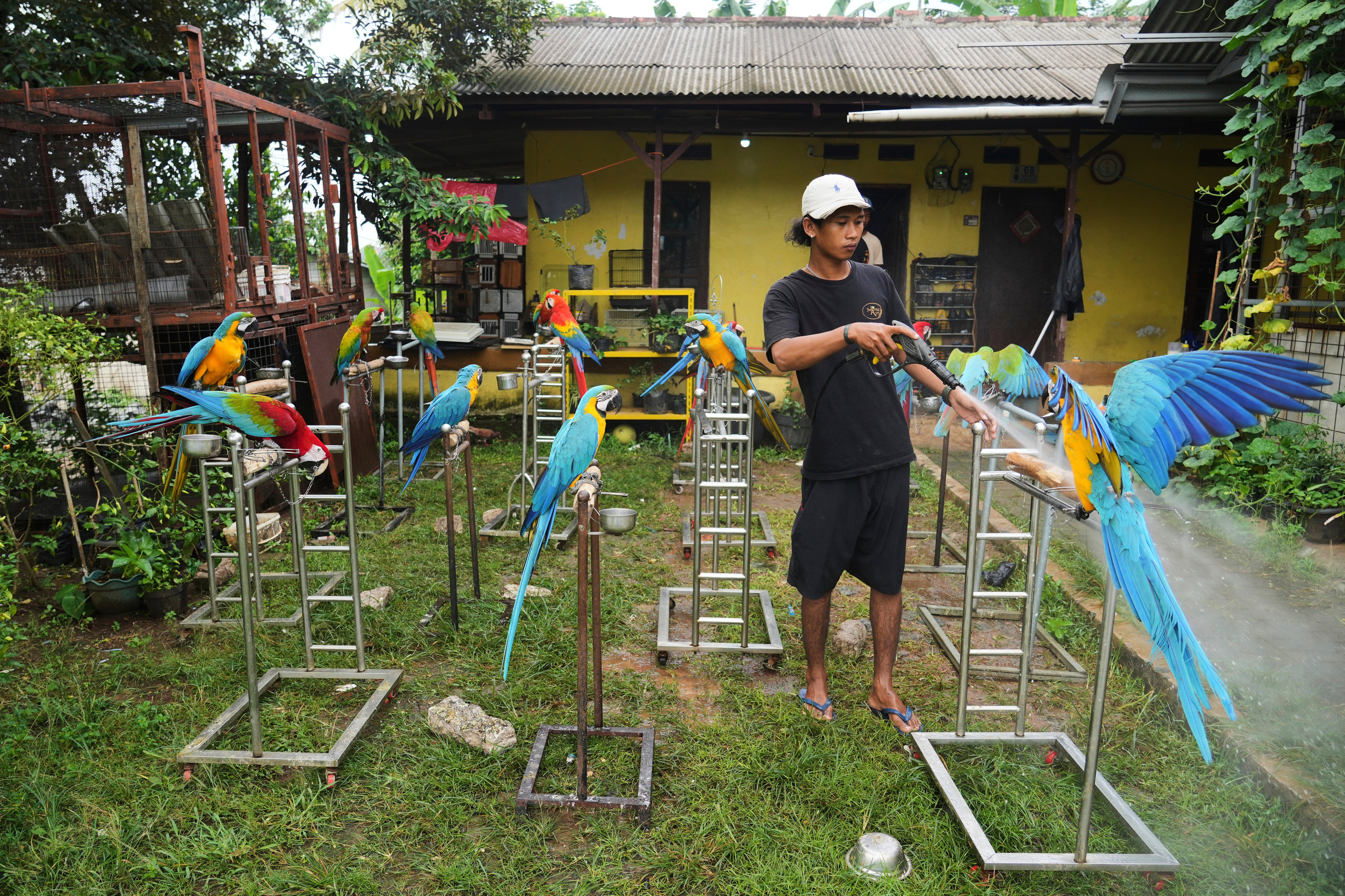 Indonesia Macaw Photo Gallery