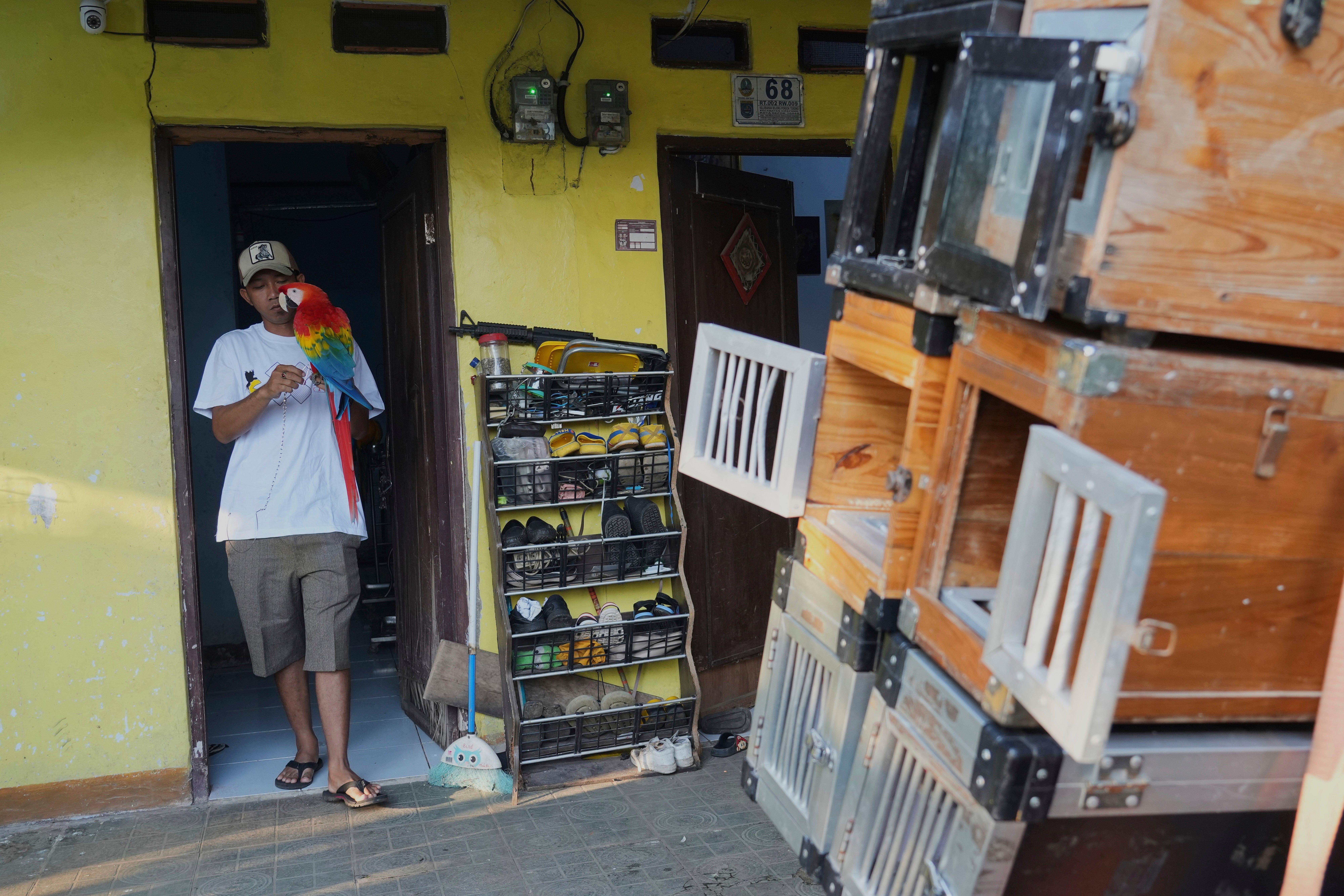 Indonesia Macaw Photo Gallery