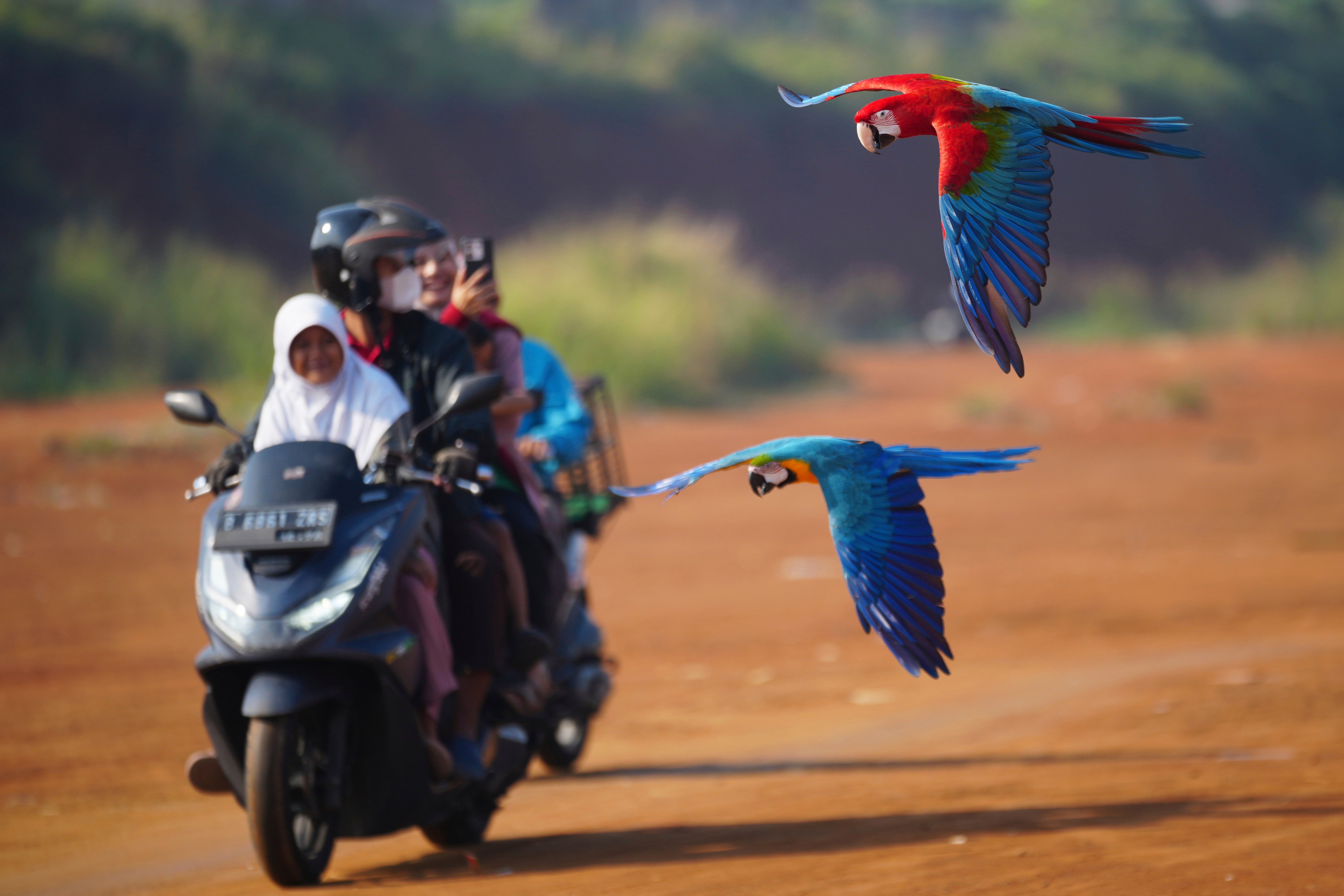 Indonesia Macaw Photo Gallery