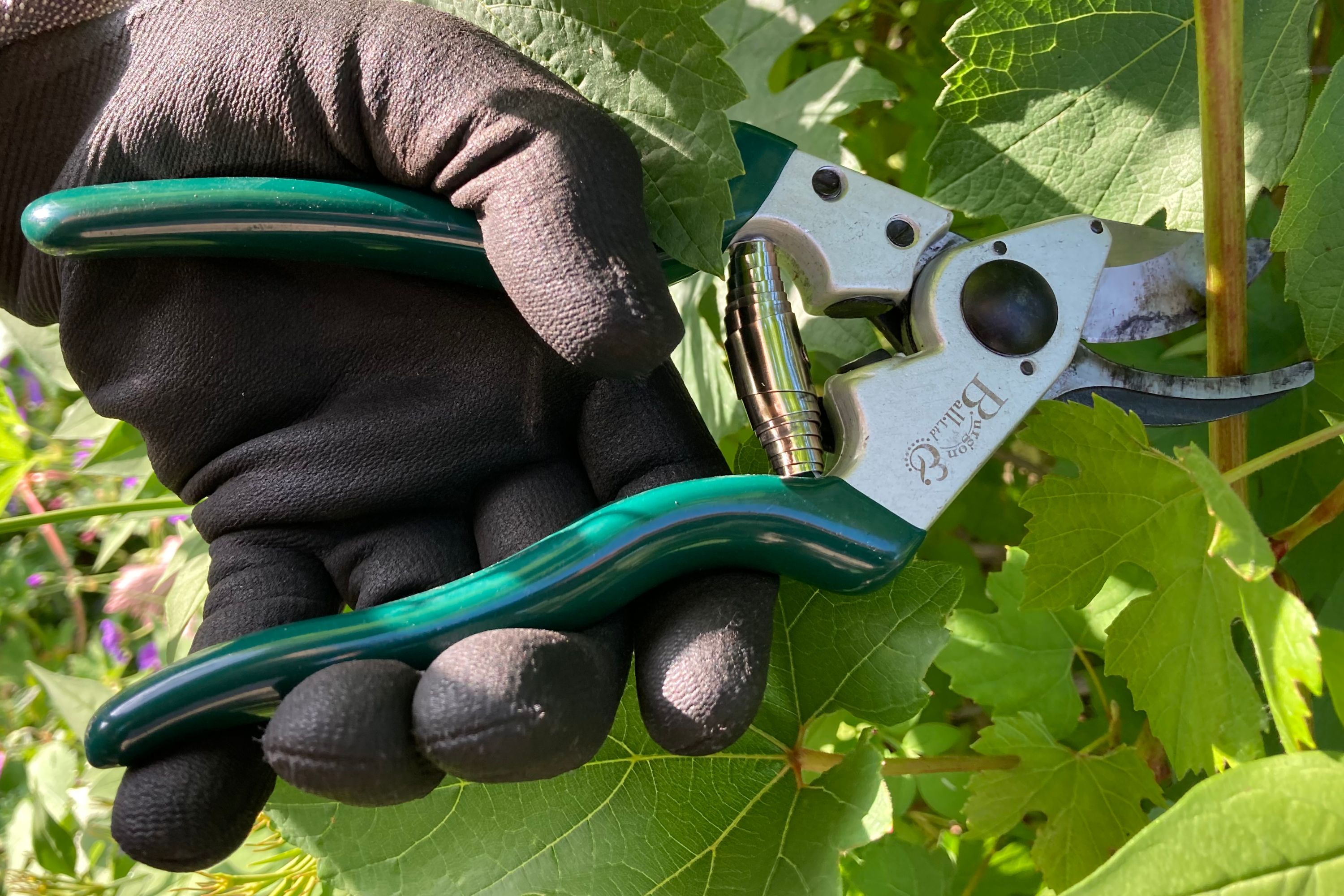 With more than 25 years’ experience in my garden and allotment, I've tried plenty of secateurs