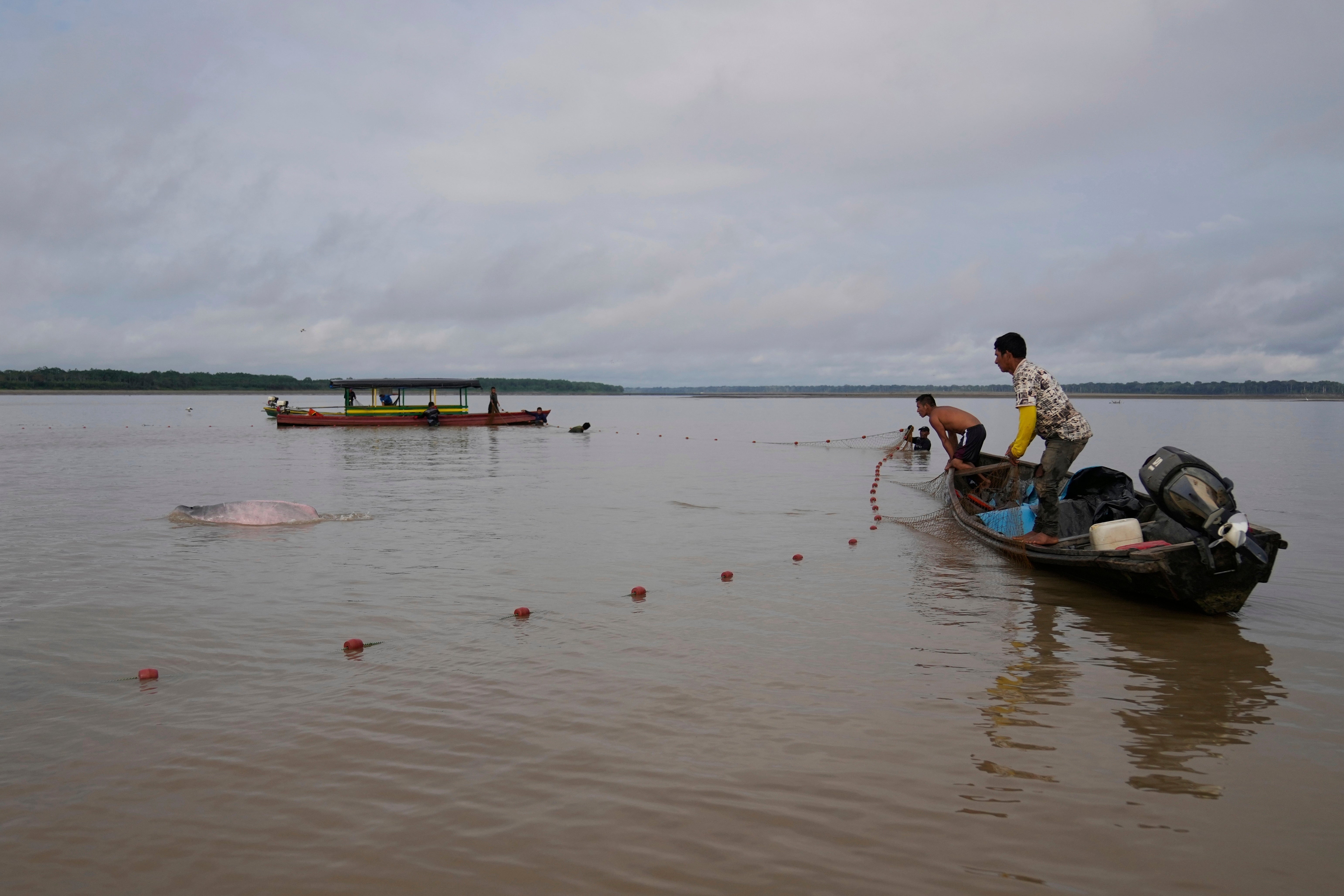 Colombia Amazon Dolphins Mercury