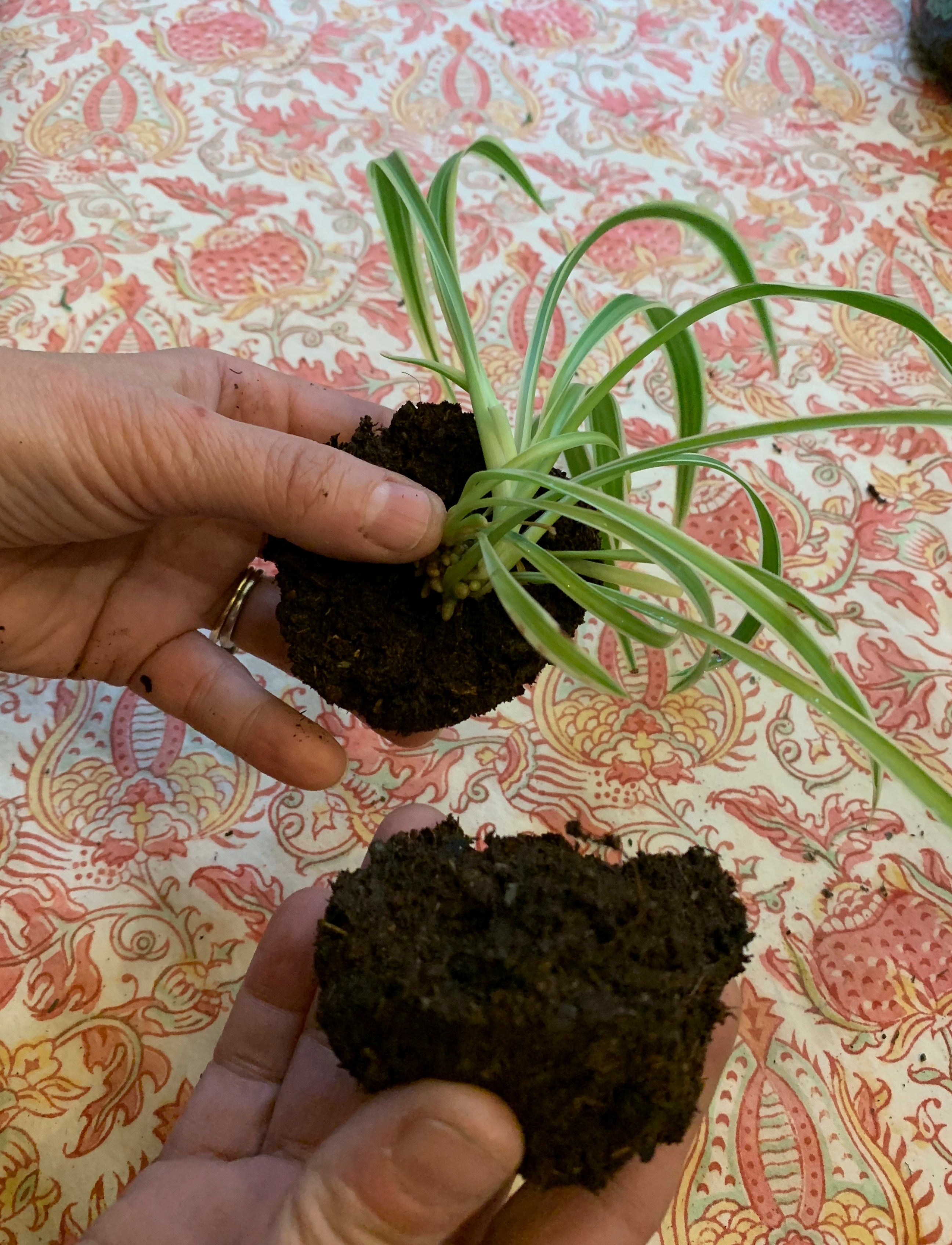Gardening-Houseplants-Kokedama