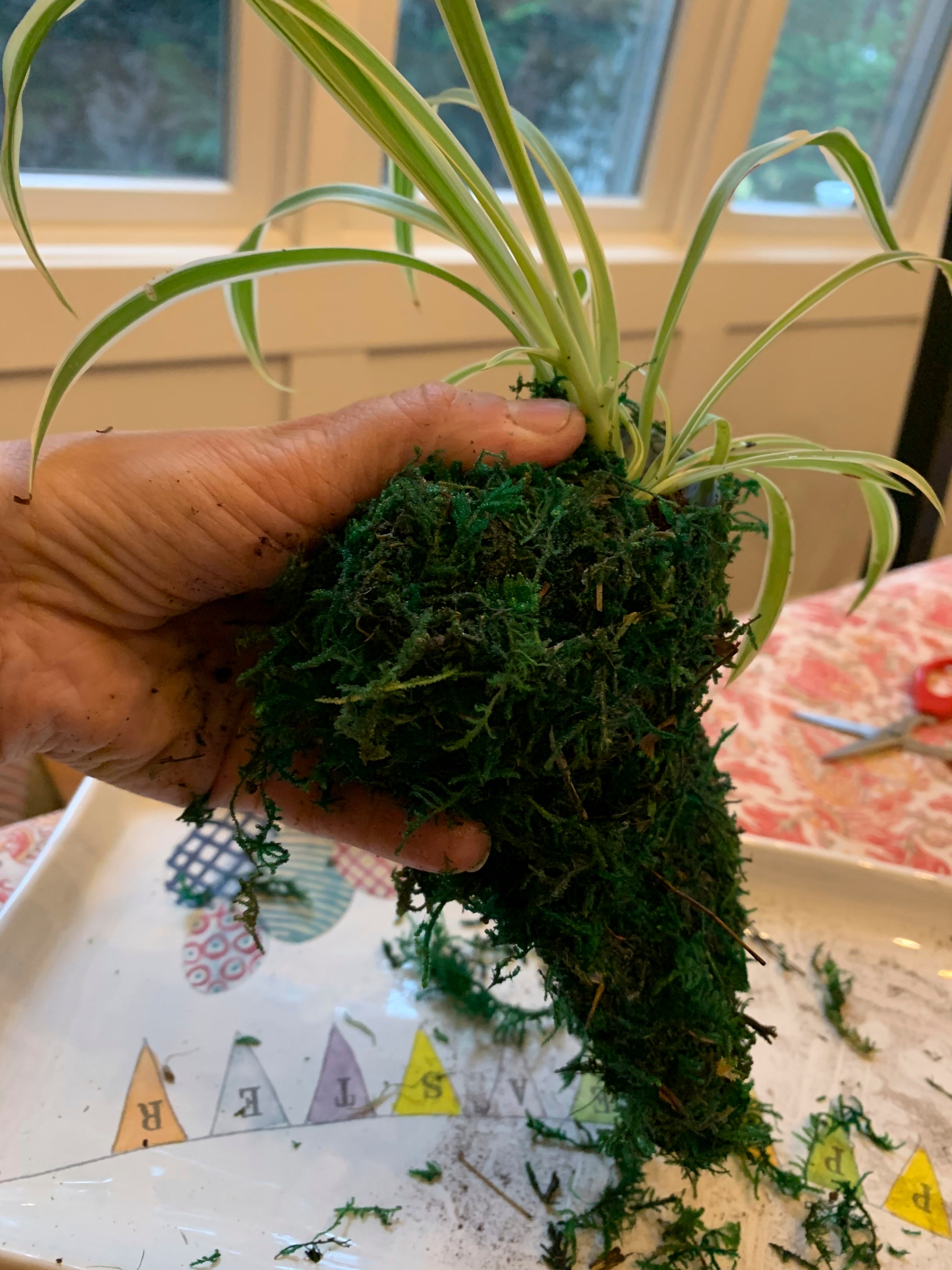 Gardening-Houseplants-Kokedama
