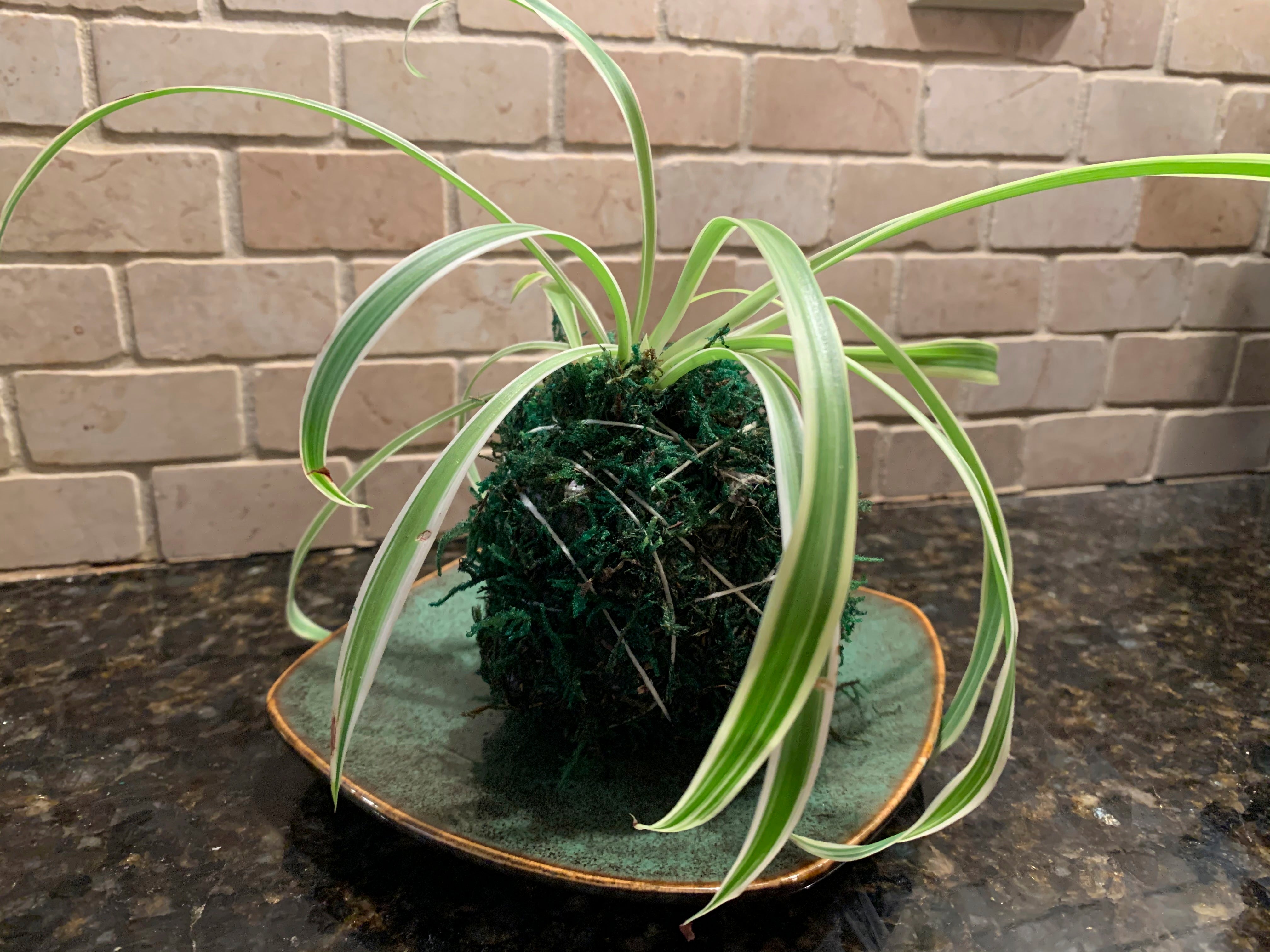 Gardening-Houseplants-Kokedama