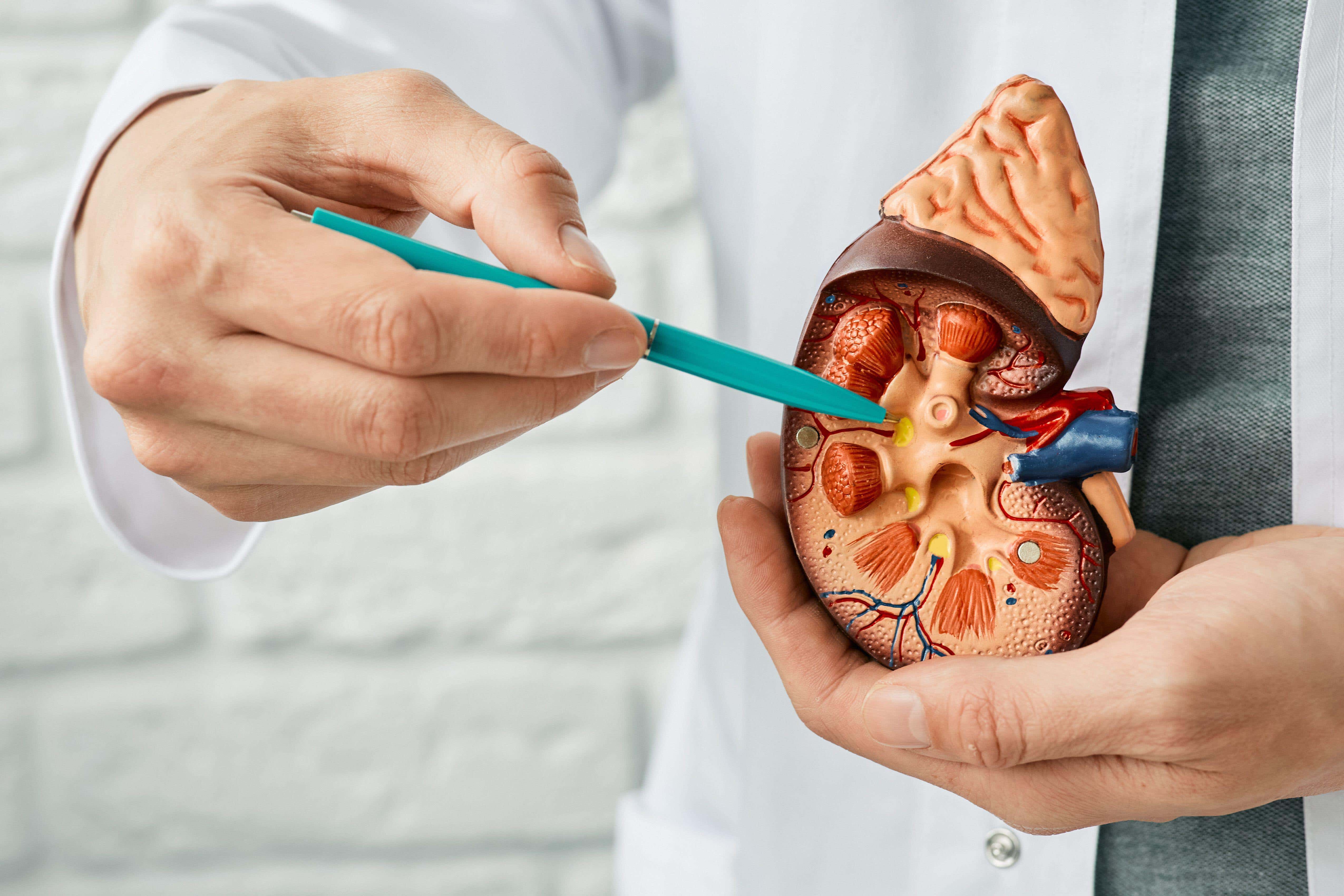 An anatomical model of a kidney (Alamy/PA)