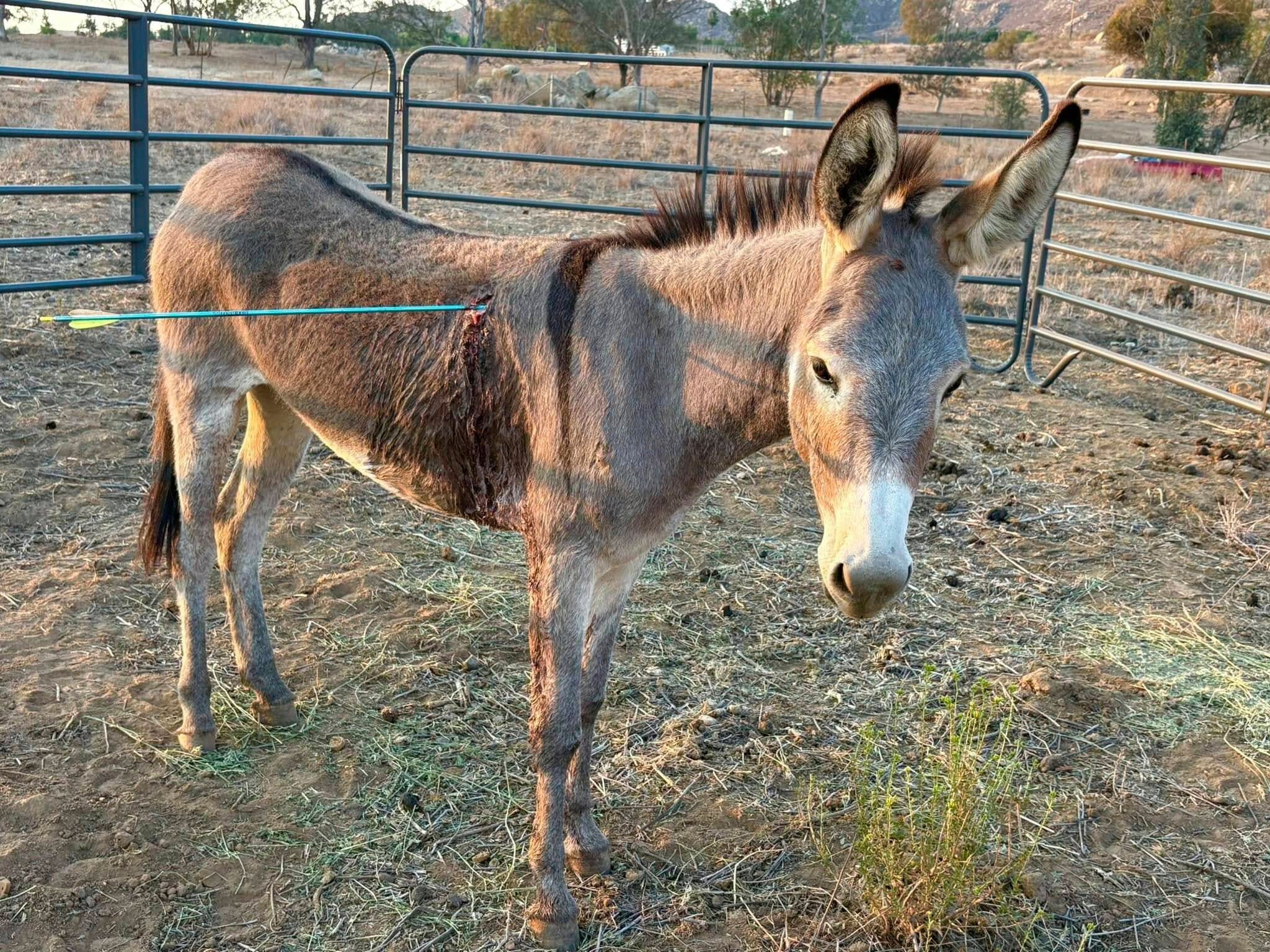 California Burros Shot