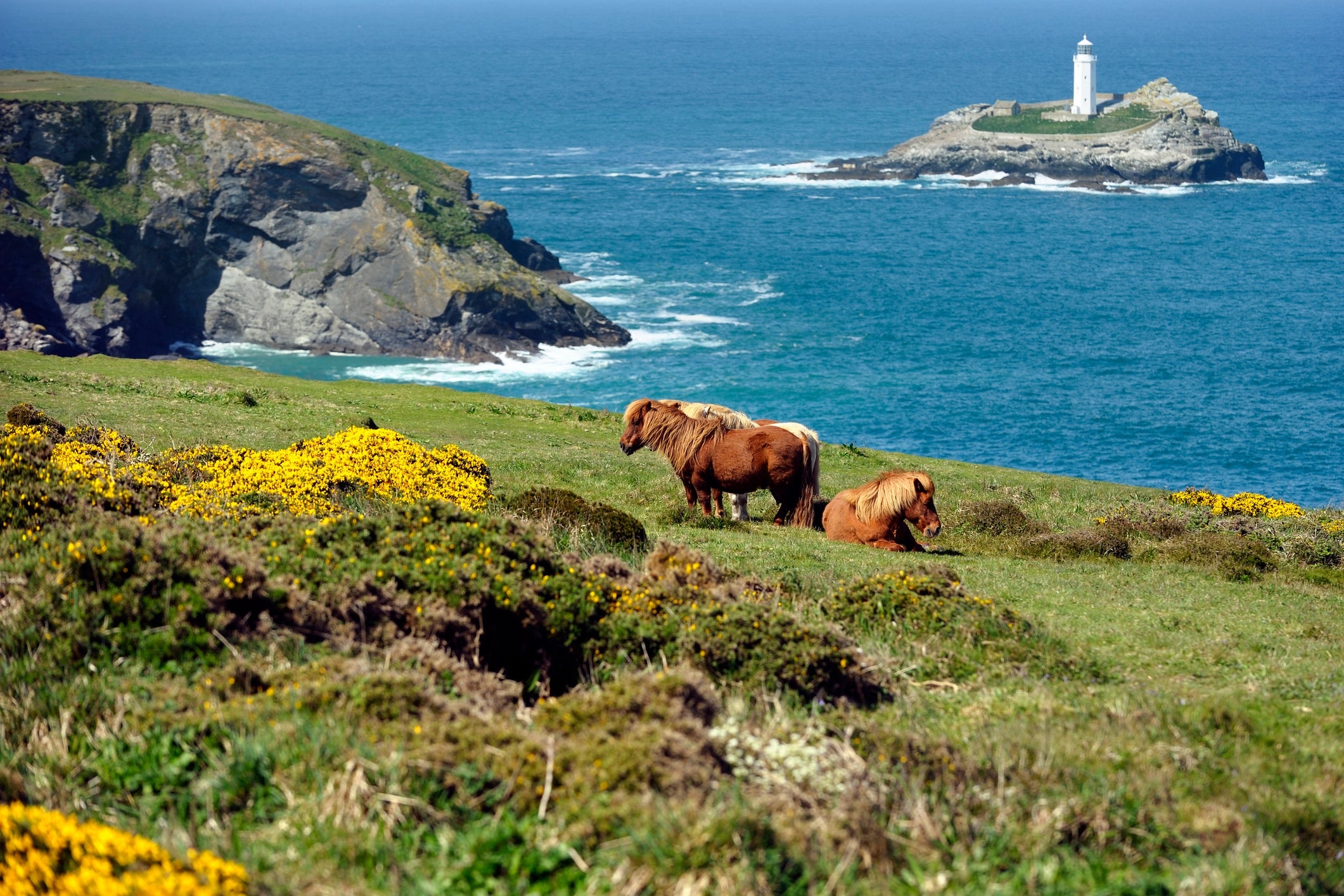 Shetland, known for its roaming ponies and other unique wildlife, has decided not to adopt a visitor levy