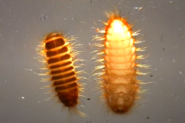 Khapra beetle is a ‘highly invasive pest’ that can infest stored grains, rice, oilseed and dried foods, contaminating them and rendering them inedible