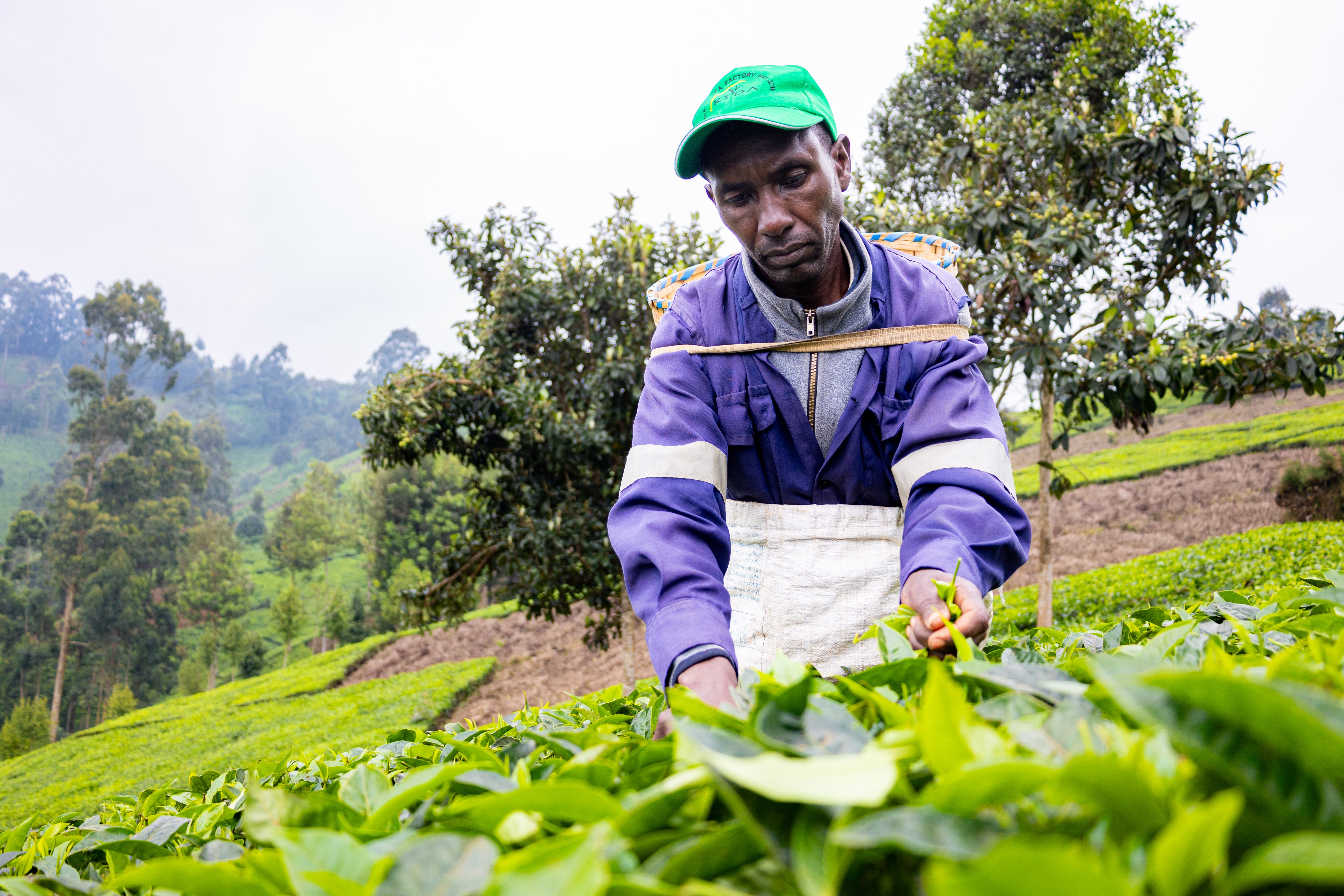 Luke Wahome is currently only able to earn 56,000 shillings (£320) per year from tea farming