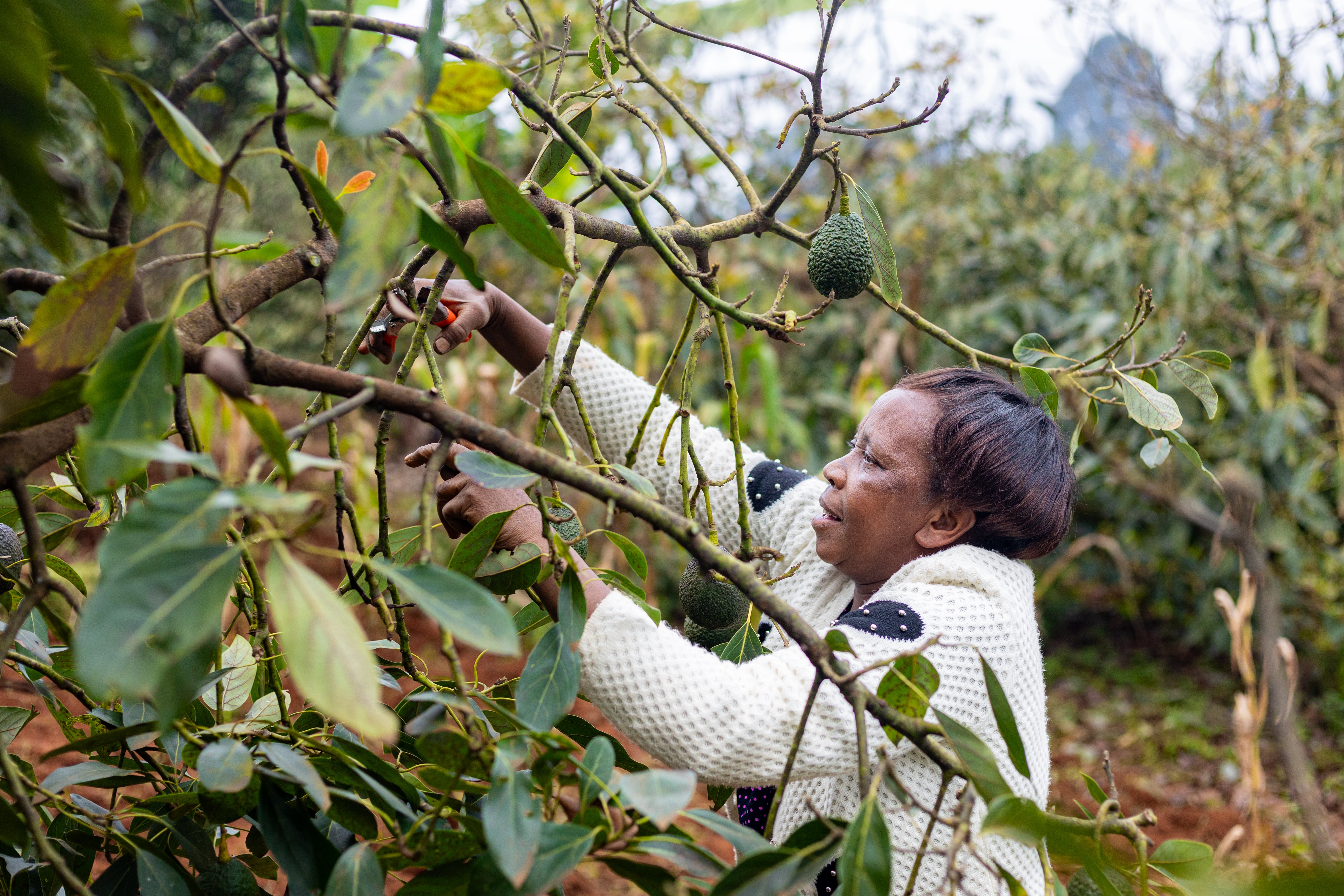 Martha Mukundi is grateful to Fairtrade for introducing avocado farming to Iriaini. The avocados help protect her income when the tea crop is weak