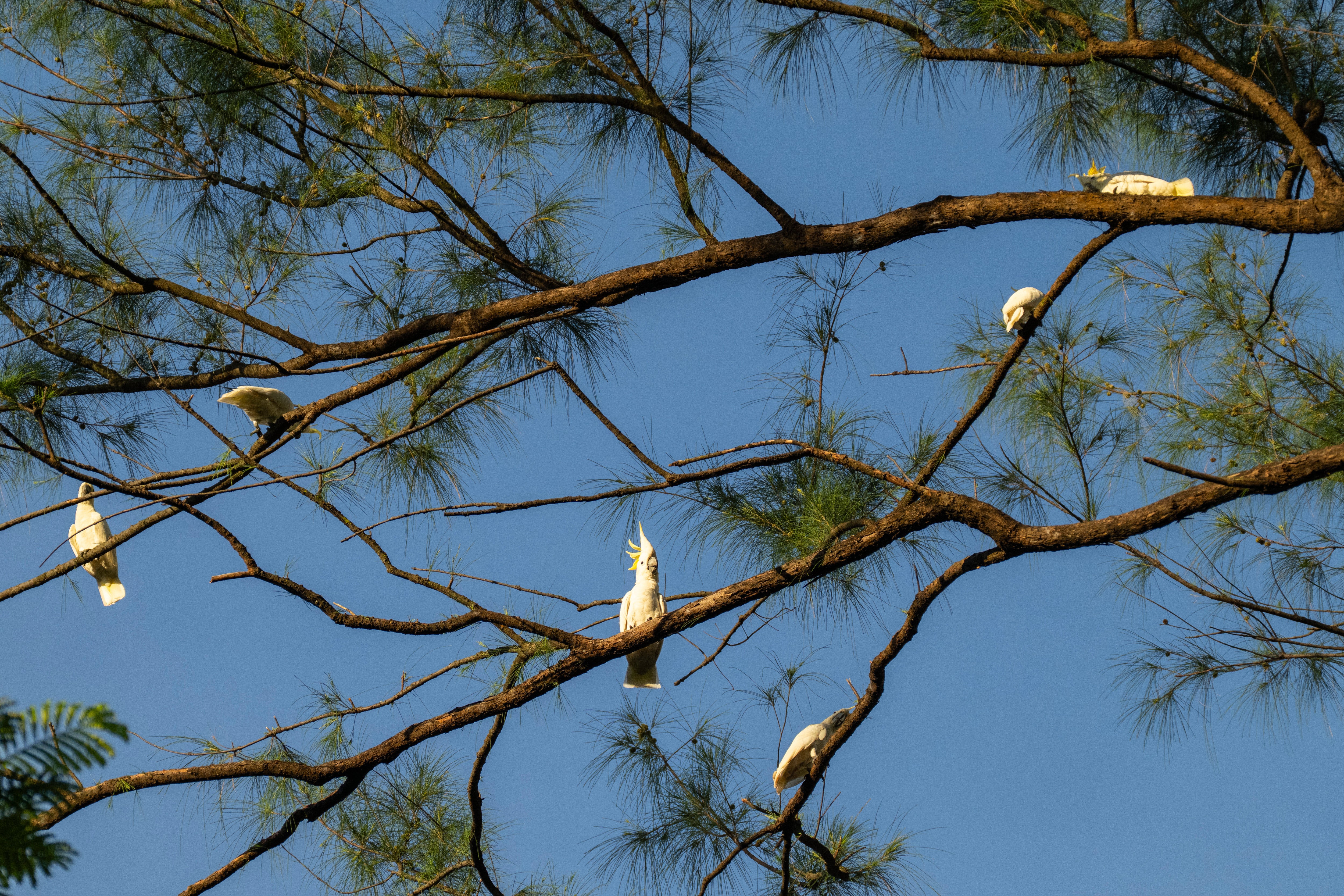 Hong Kong Cockatoo