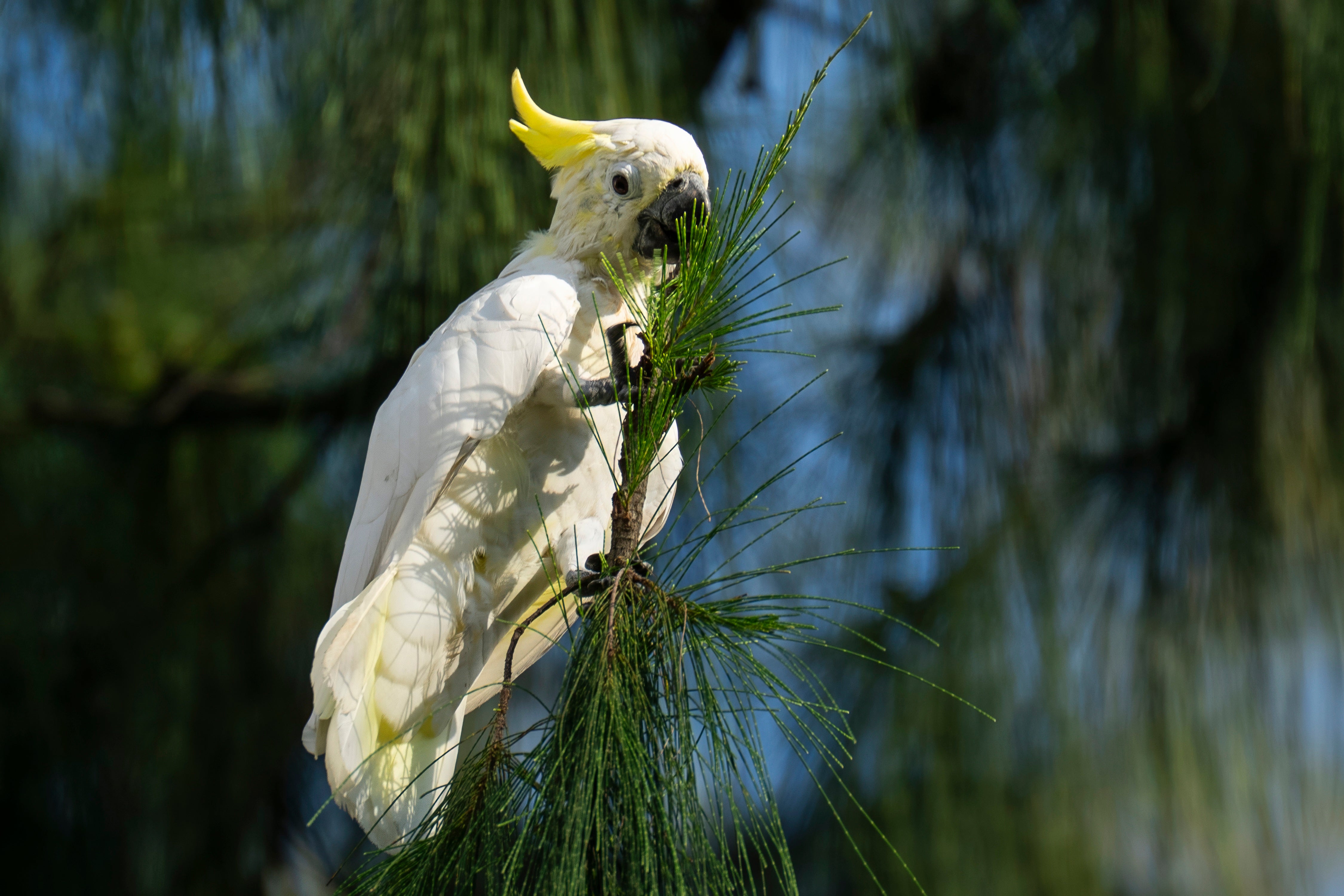 Hong Kong Cockatoo