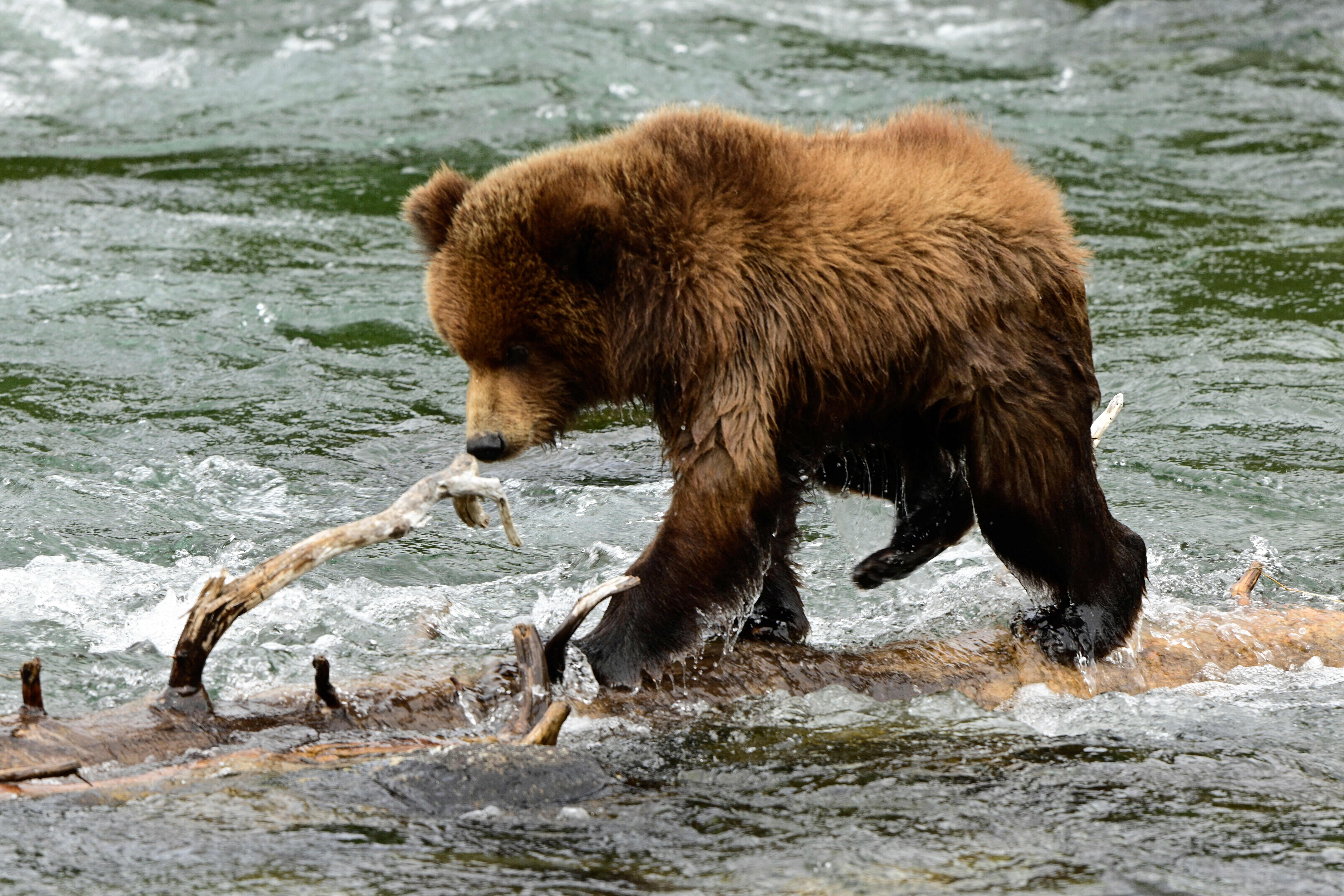 Cub 128 will be among the contestants in Fat Bear Jr