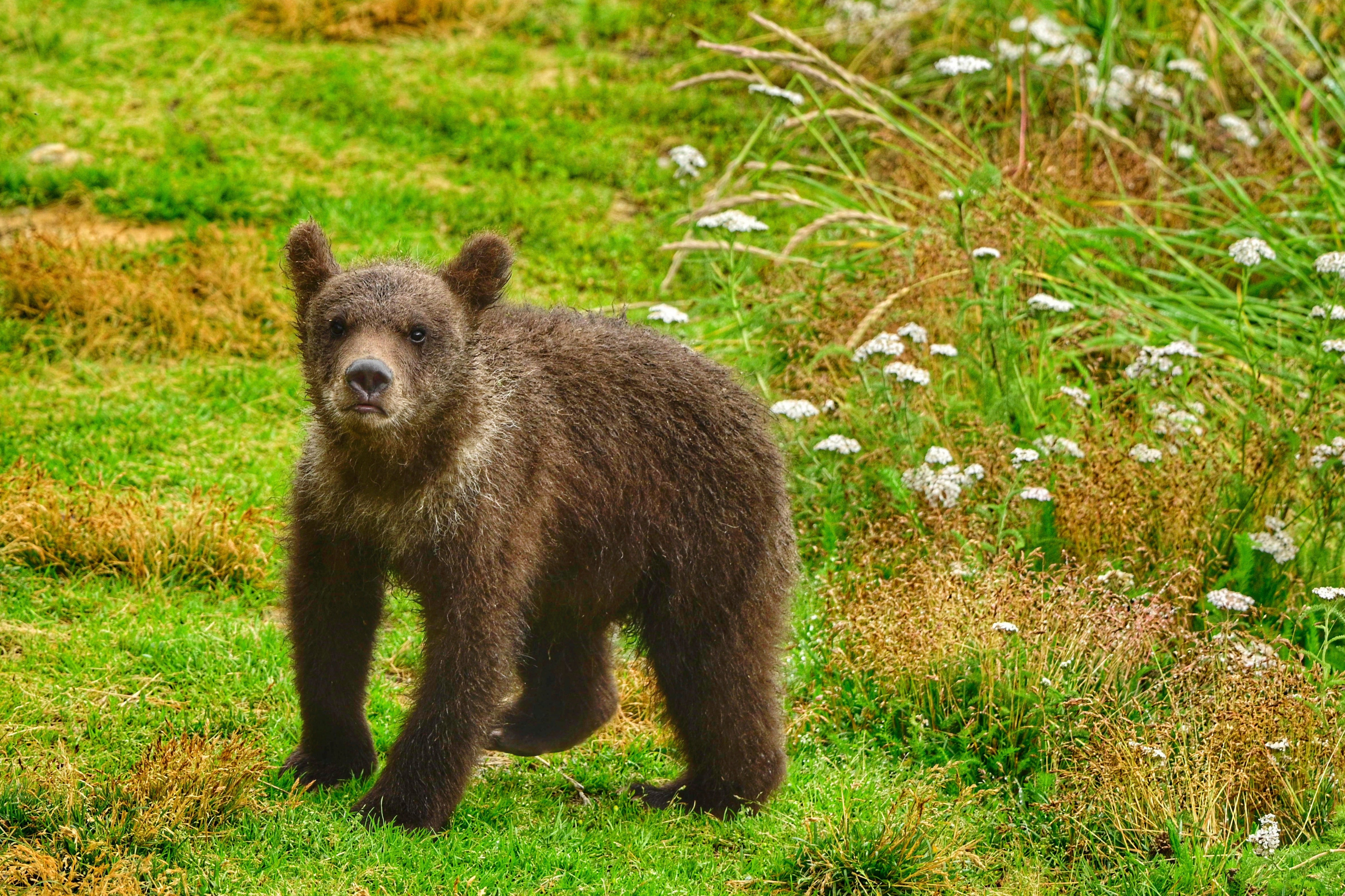 Bear 26 male cub will be among the contestants in Fat Bear Jr