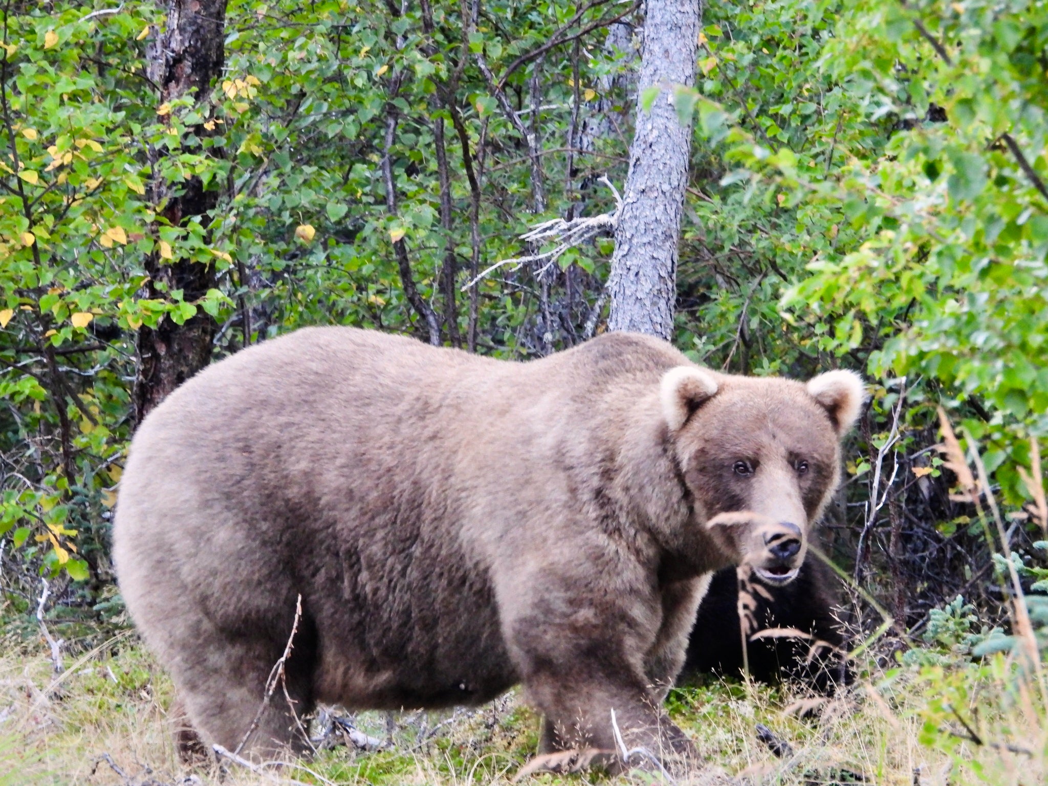 Grazer, the defending champion of Fat Bear Week