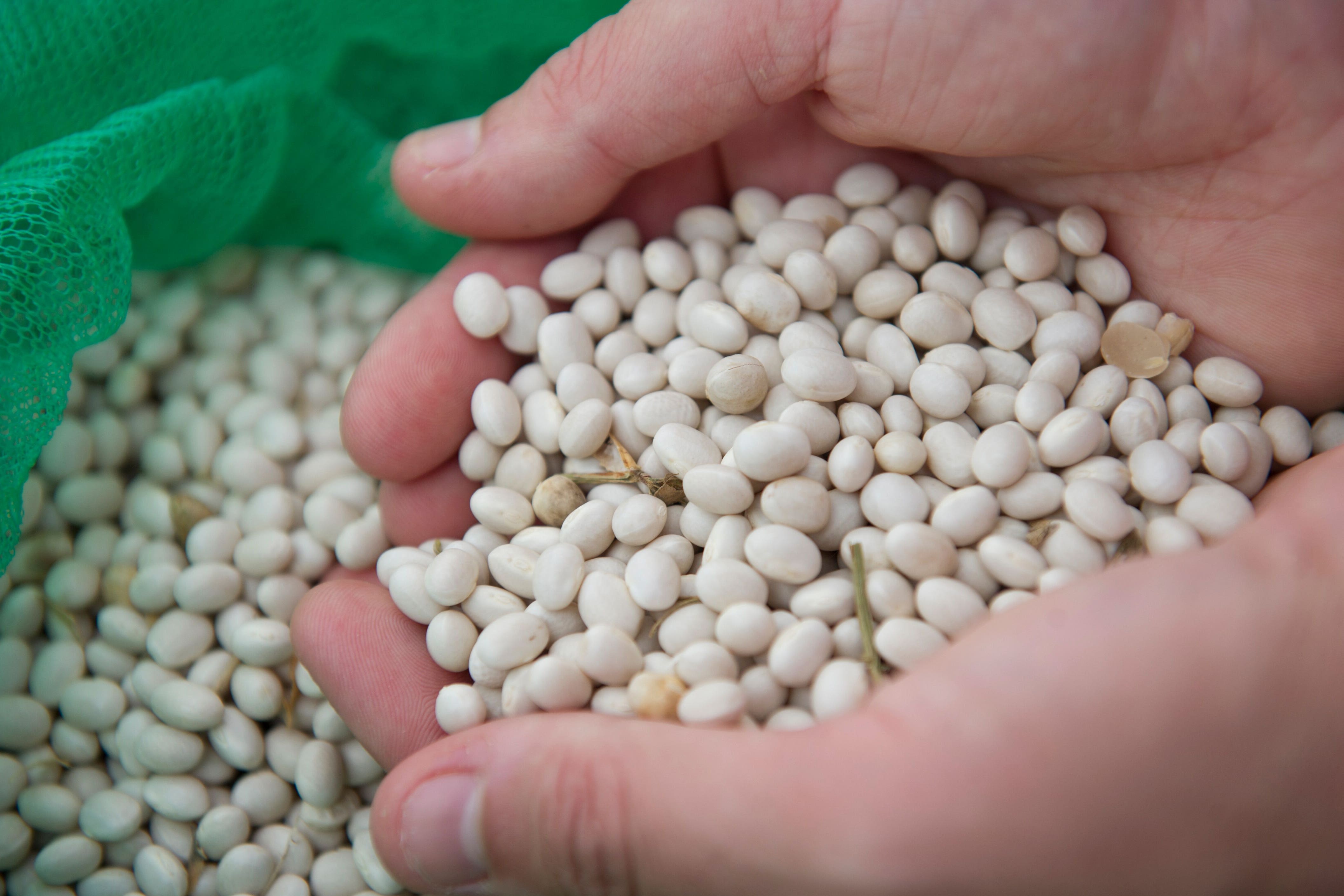 A new white haricot bean variety that could become the UK’s next commercial plant-protein crop (University of Warwick/PA)
