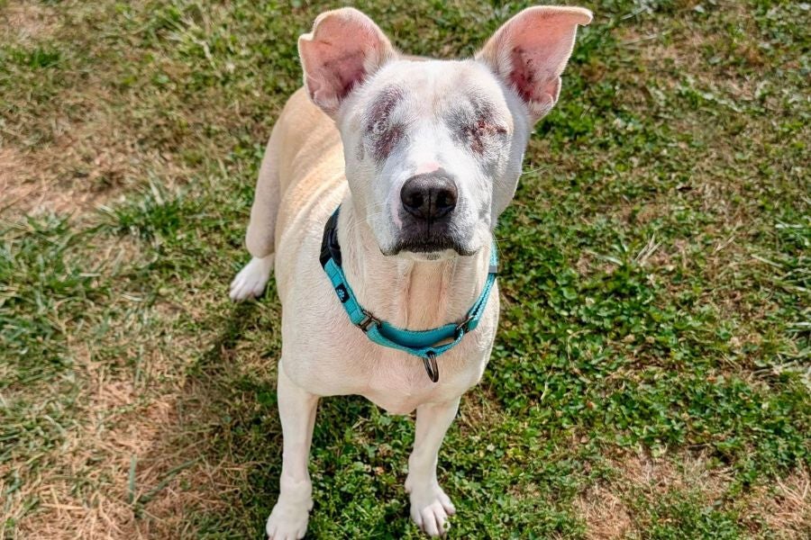 Sailor, 7, arrived at the shelter after his owner died, leaving him alone in a hoarding situation while battling diabetes and painful eye issues
