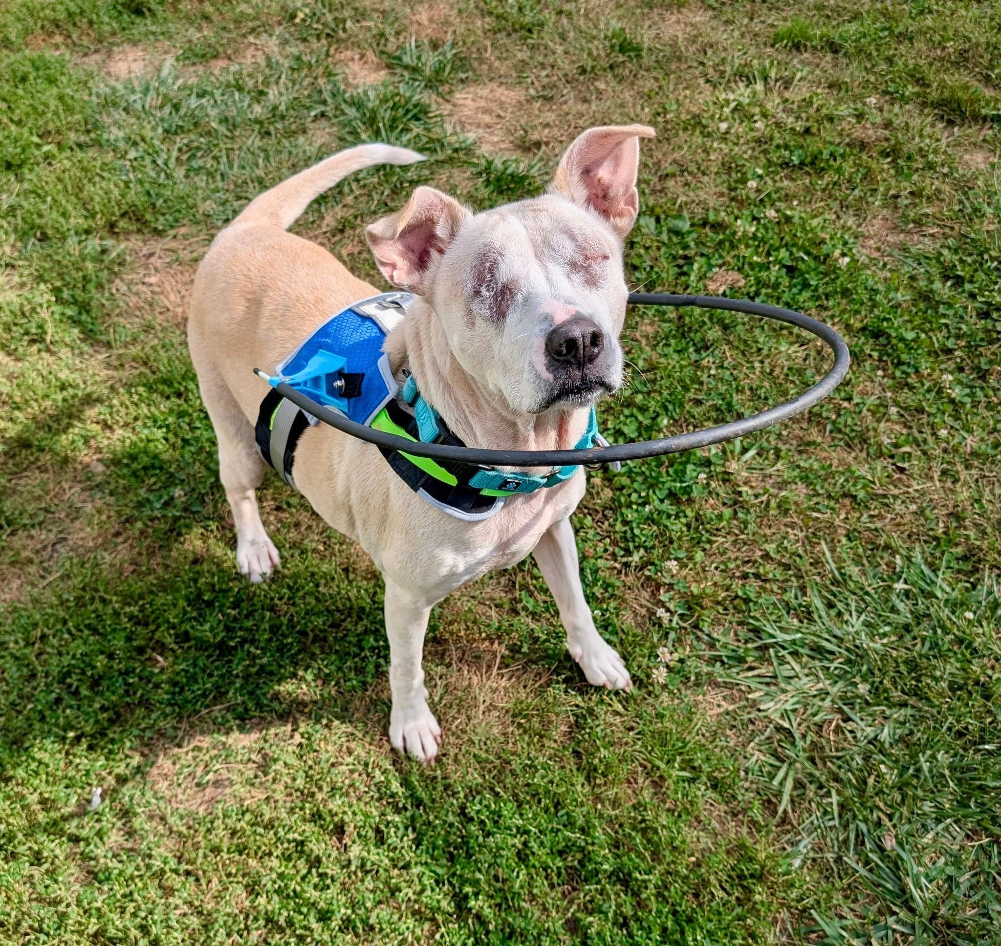 Sailor’s health has improved with a special diabetic diet at the shelter, allowing his insulin needs to be gradually reduced