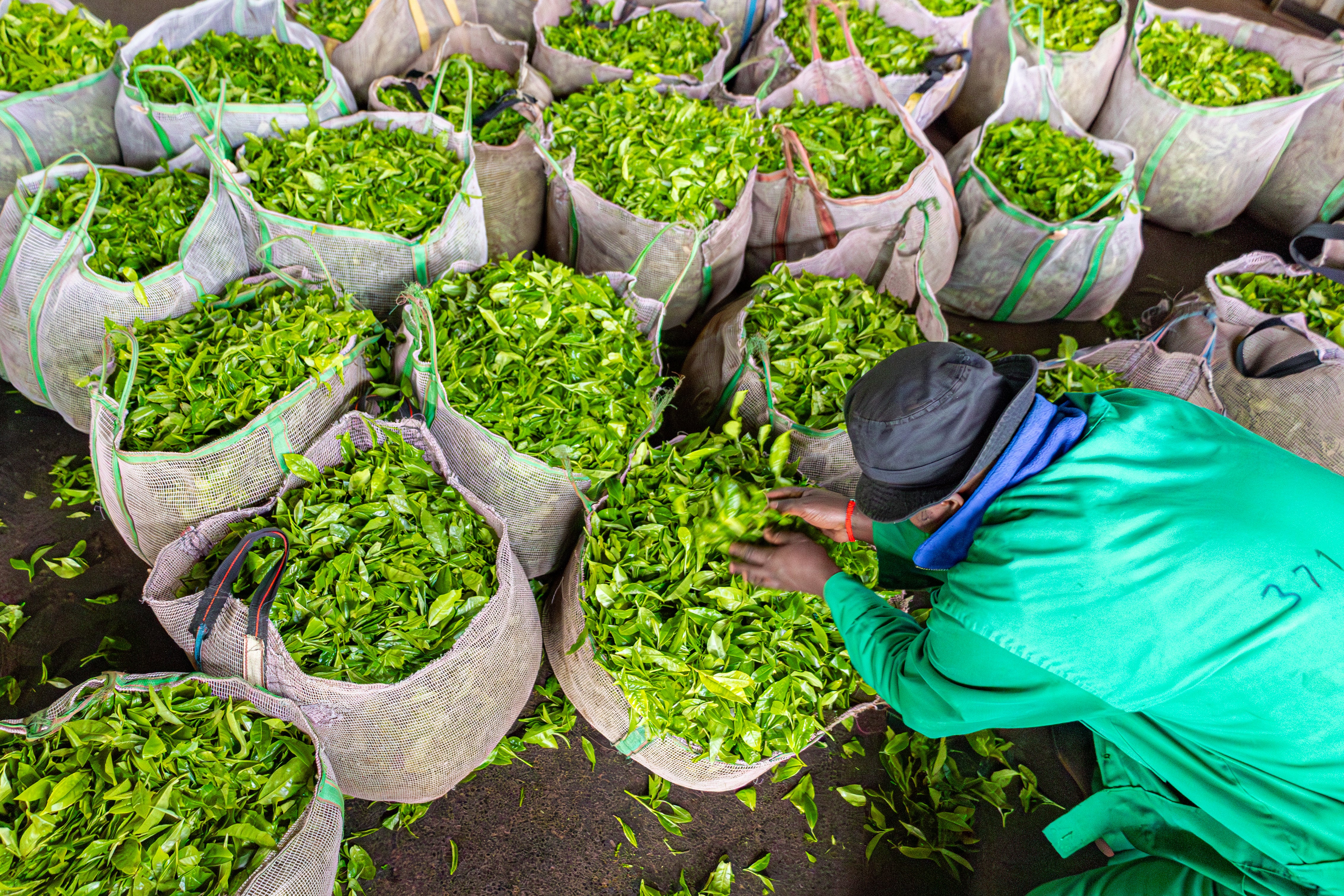 Edmund has asked the Momul Tea Factory for compensation due to his lost crop