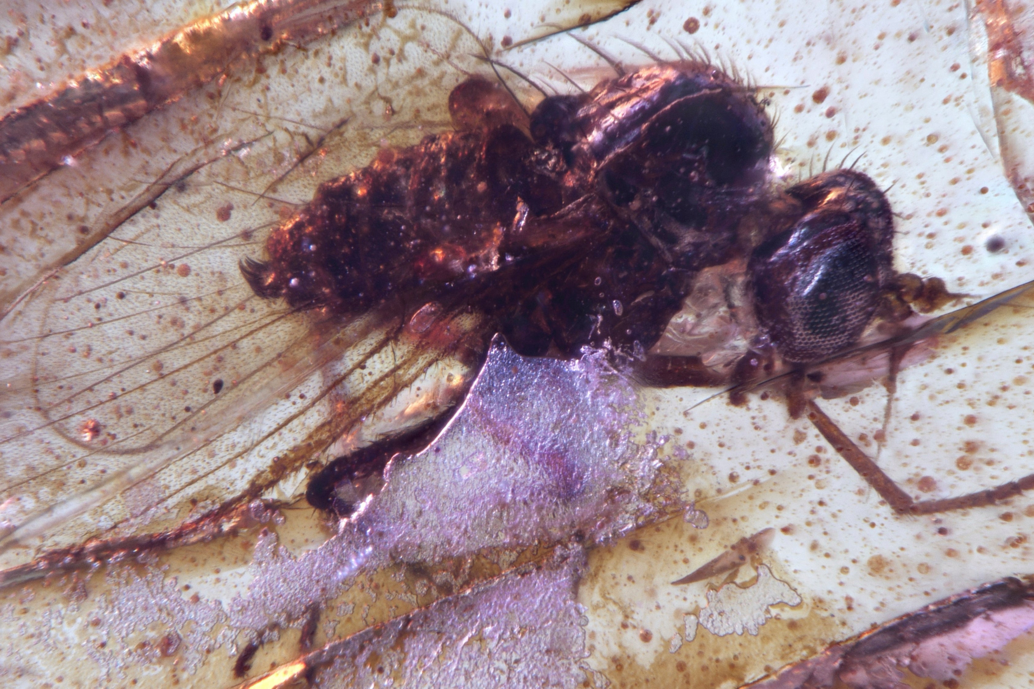 A Diptera Brachycera fly of the family Dolichopodidae (long-legged flies) trapped in a Cretaceous-era amber sample discovered in Ecuador